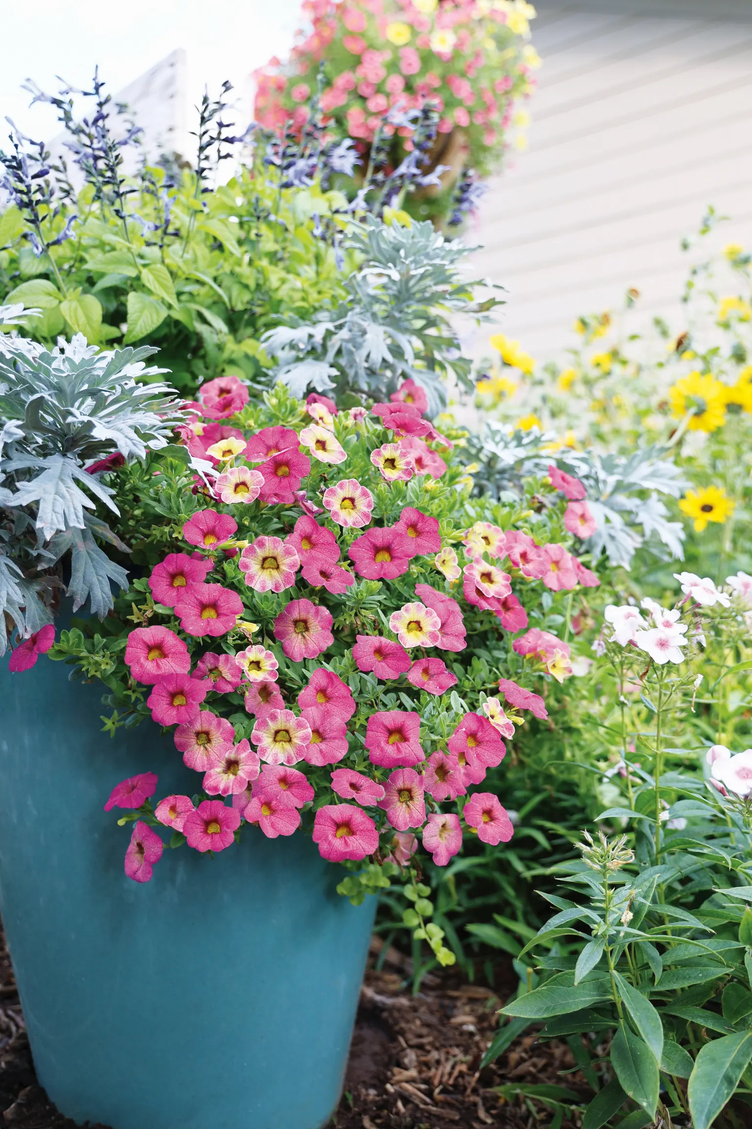 Pink Lemonade Calibrachoa — keeping both colors on the plant at once