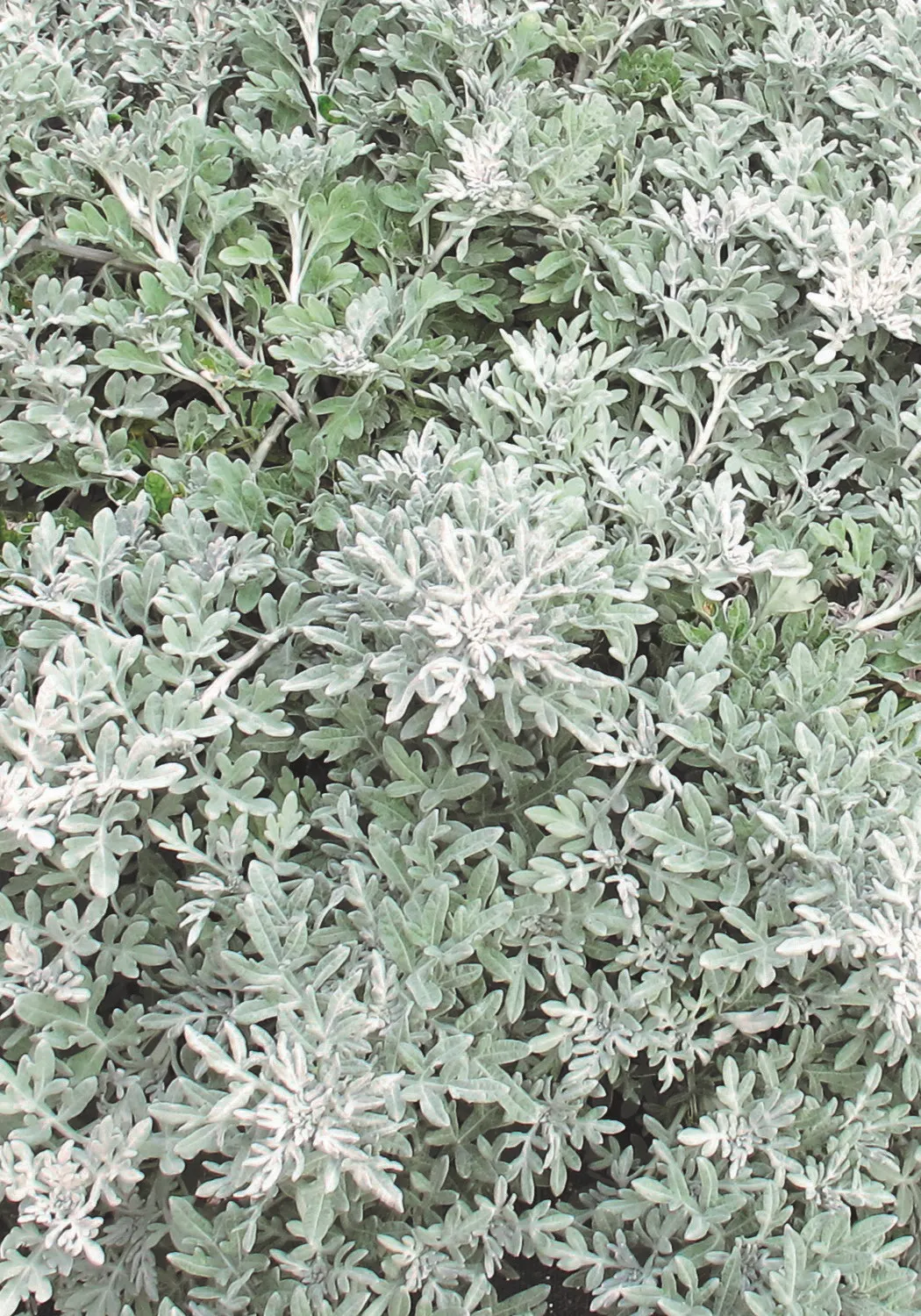 Silver Bullet® Wormwood (Artemisia stelleriana) — It is also particularly effective in moon gardens; its rare blooms are insignificant, image 97