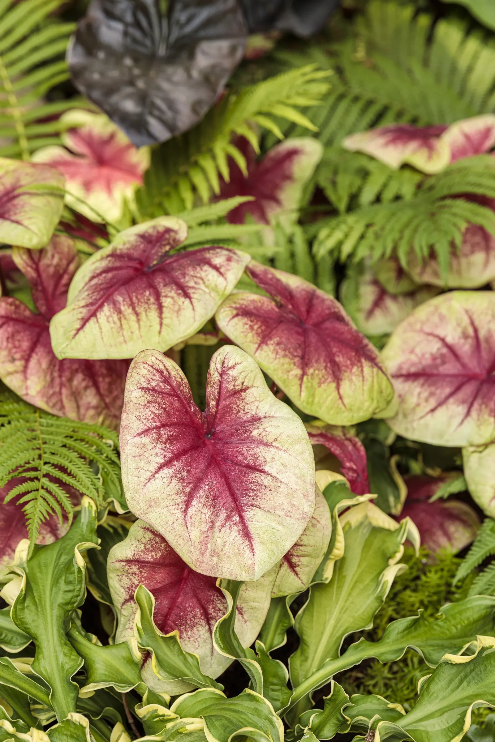 'Wheee!' Hosta (Hosta hybrid) — and the leaves are of good substance; making them more slug resistant, image 24