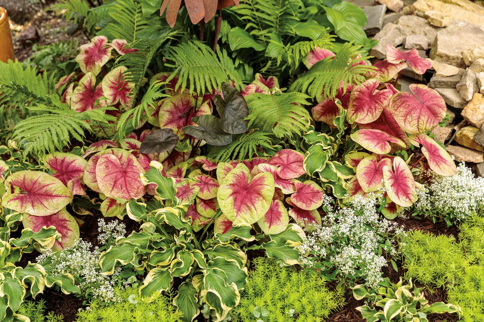 Silver Falls™ Dichondra (Dichondra argentea) — but is most often used as a warm-season annual in cooler regions; and gardeners report it performs reliably in