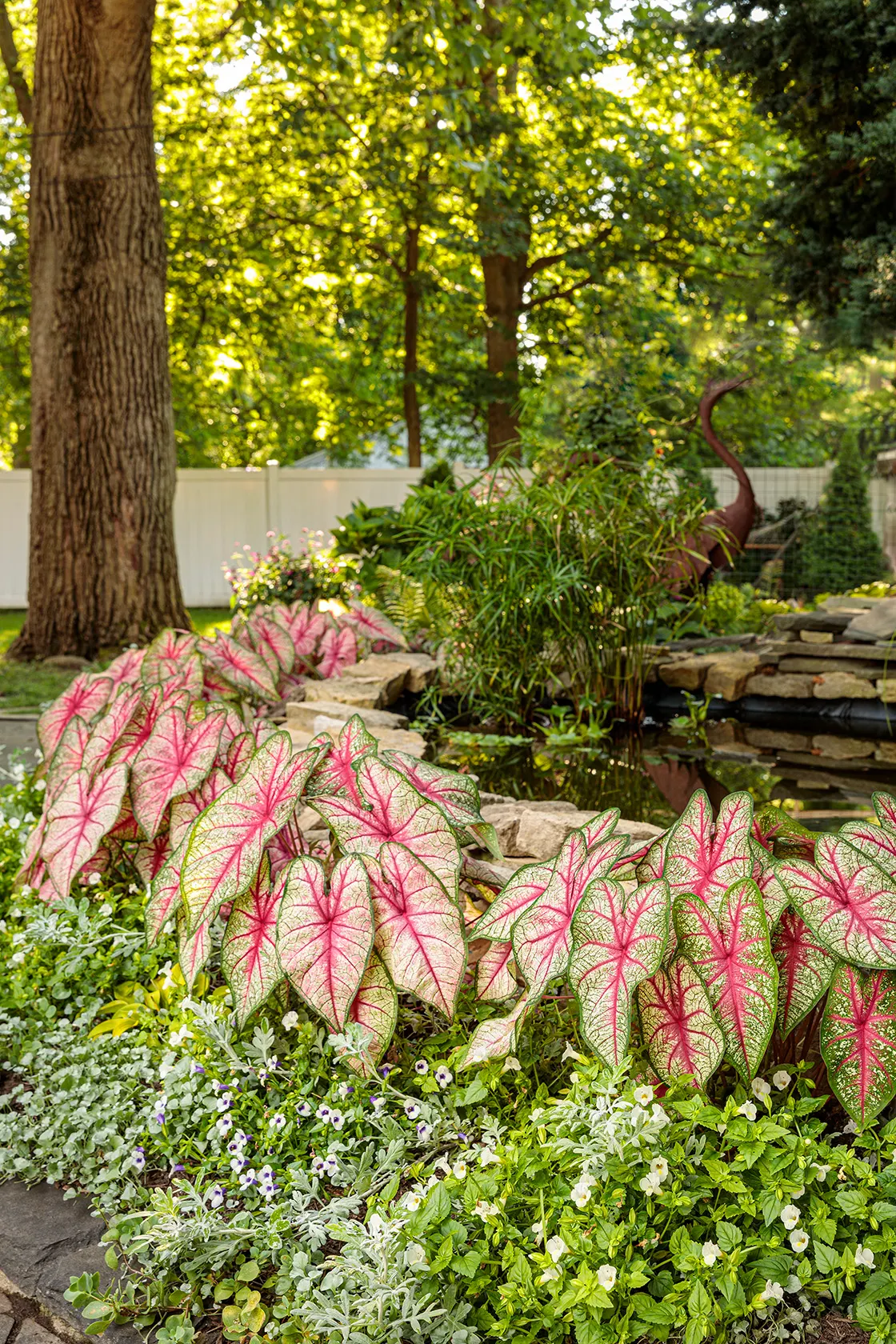 Bottle Rocket Sun or Shade Caladium (Caladium hortulanum) — Bottle Rocket matures to about 15 to 20 inches tall and 10 to 14 inches wide