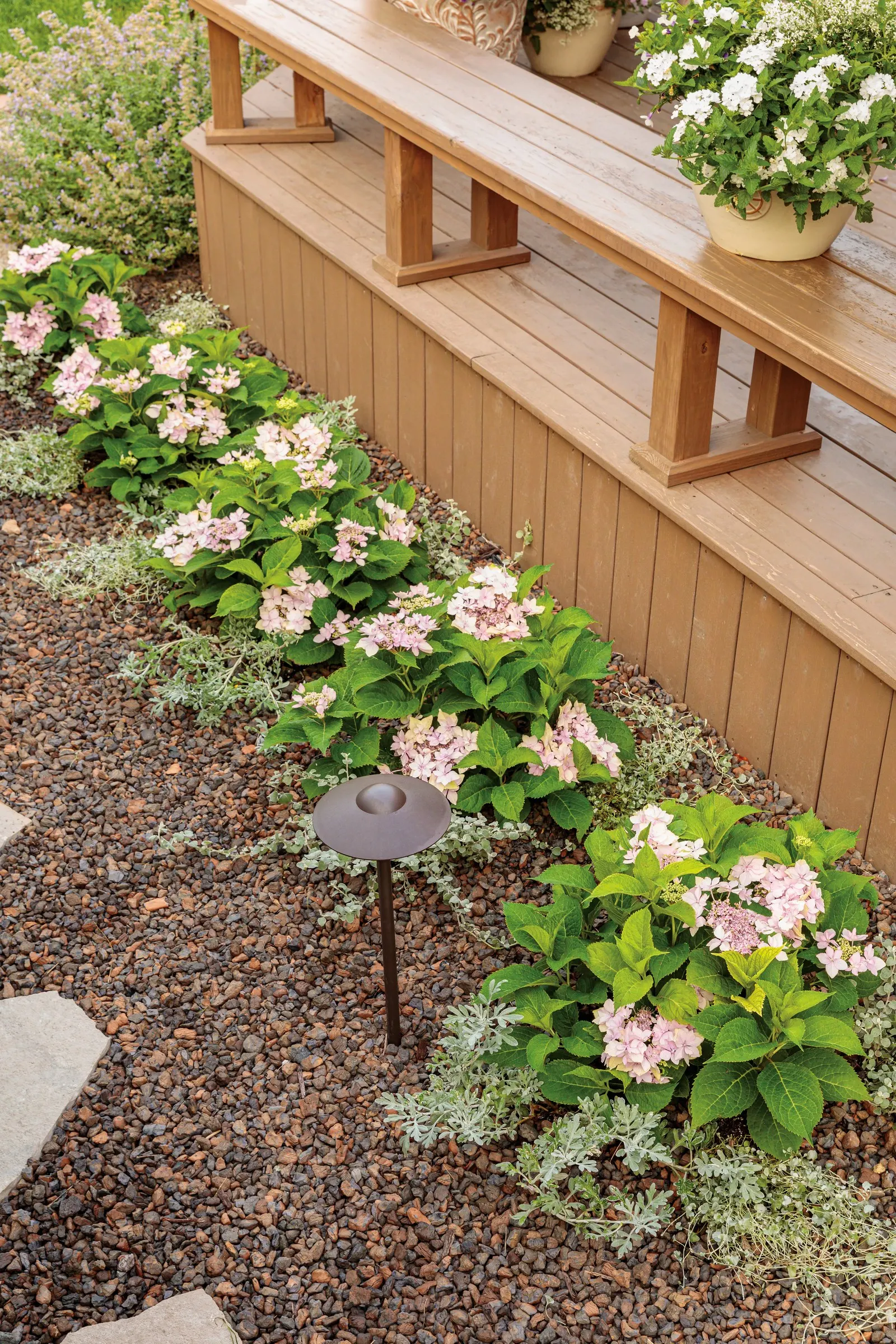 Tuff Stuff Ah-Ha® Reblooming Mountain Hydrangea (Hydrangea serrata) — It grows 24-36 inches tall and wide, making a polished border, edging, or container shrub