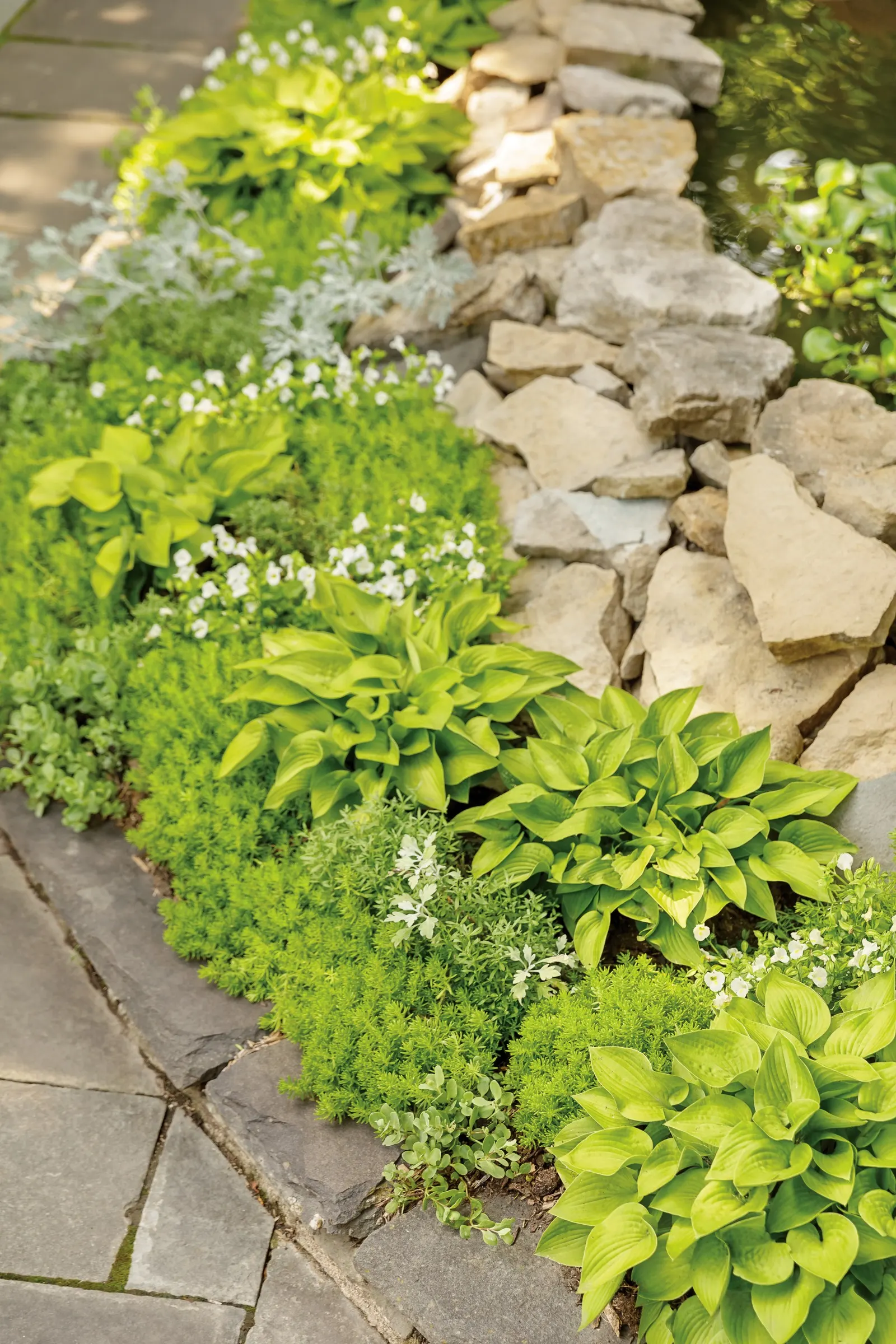 Silver Bullet® Wormwood (Artemisia stelleriana) — valued for its velvety silver-white leaves and cool
