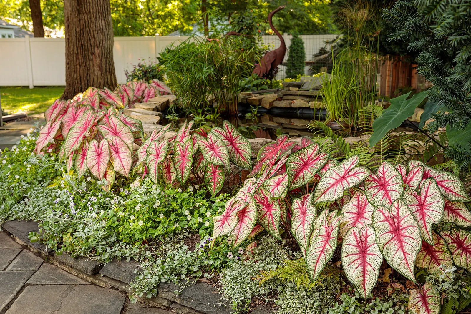 Bottle Rocket Sun or Shade Caladium (Caladium hortulanum) — high-contrast leaves and easy seasonal presence