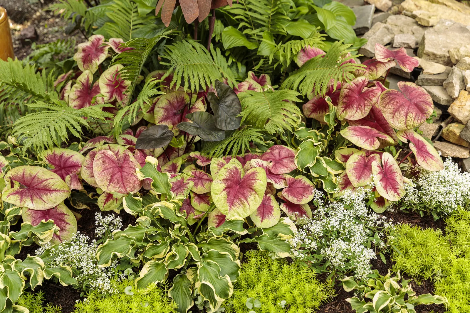 Lemon Blush Shade Caladium (Caladium hortulanum) — Plant in part shade to shade, in warm, well-drained soil kept evenly moist