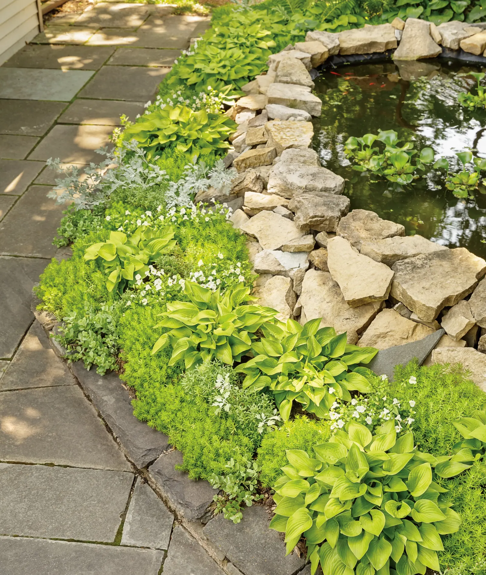 Silver Bullet® Wormwood (Artemisia stelleriana) — it needs little water once established