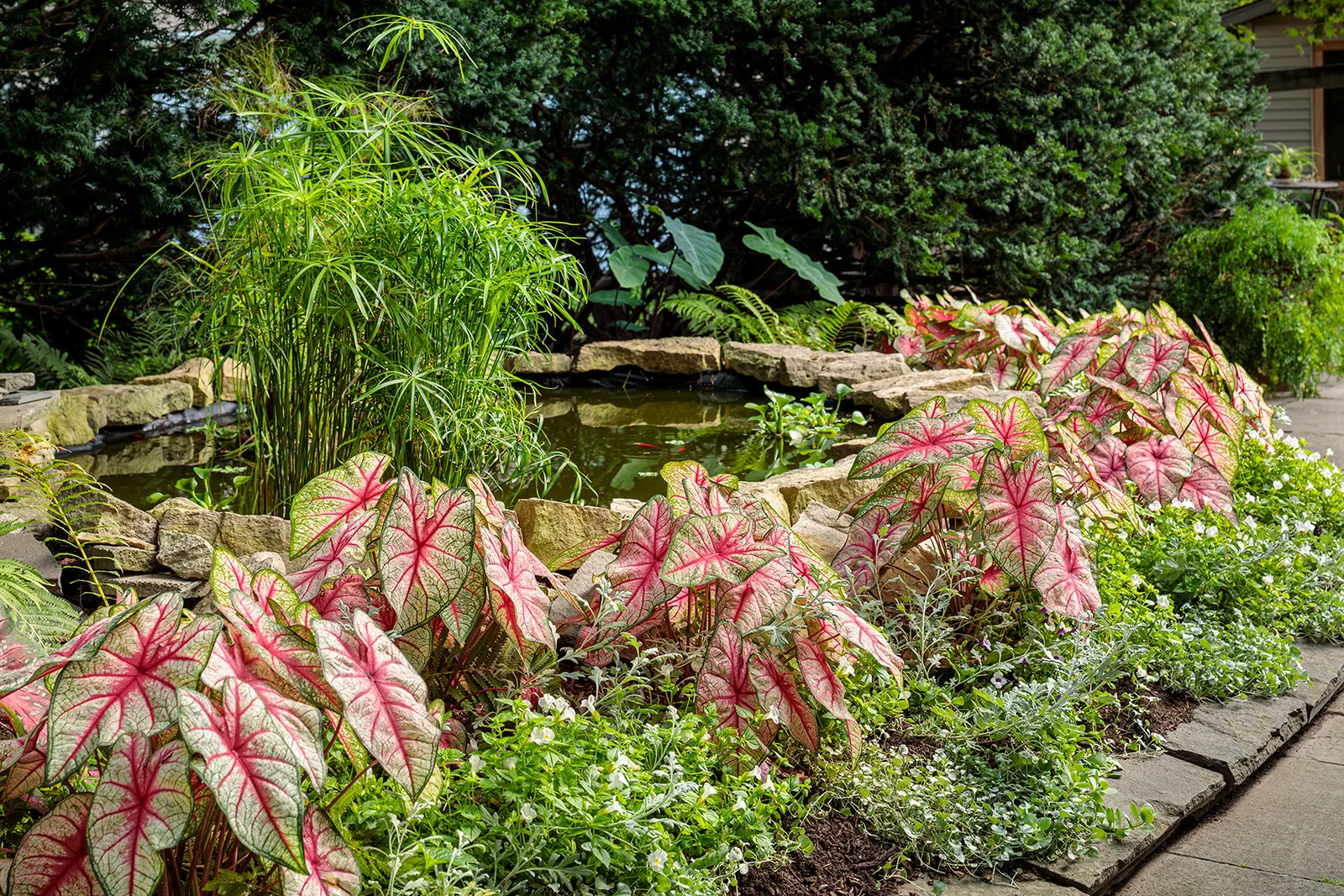 Bottle Rocket Sun or Shade Caladium (Caladium hortulanum) — consistent water; caladiums dislike drying out