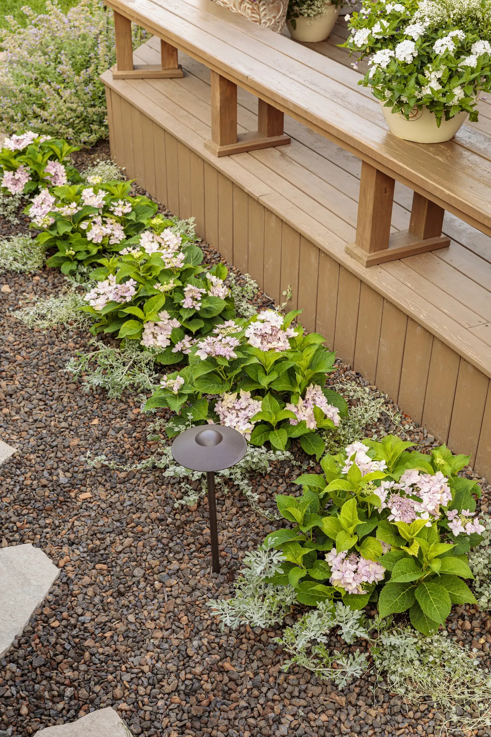 Tuff Stuff Ah-Ha® Reblooming Mountain Hydrangea (Hydrangea serrata) — Plant in part sun to sun with moist