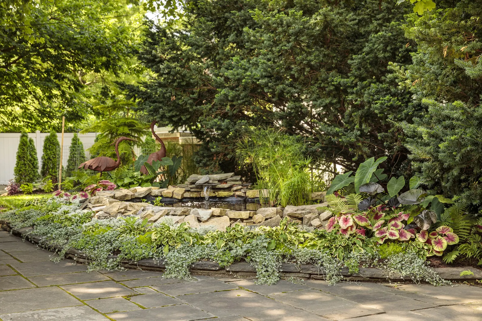 'Wheee!' Hosta (Hosta hybrid) — Proven Winners - Shadowland® 'Wheee!' - Hosta hybrid purple lavender plant details, information and resources; and, image 41