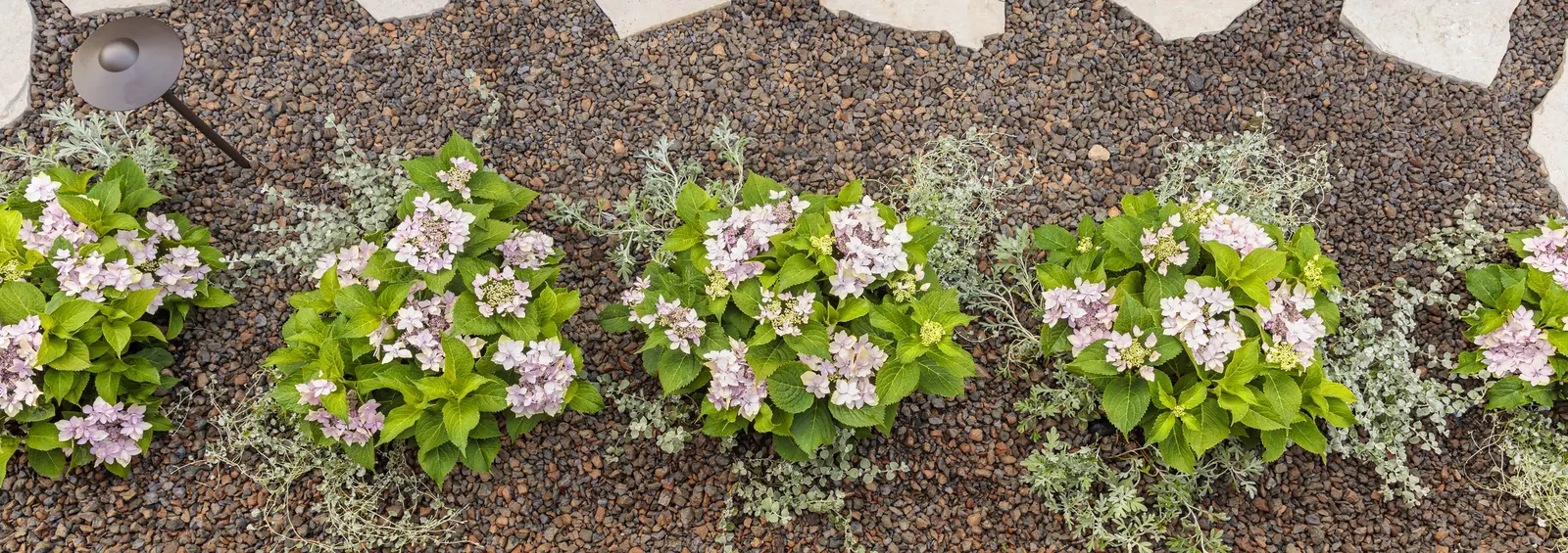 Tuff Stuff Ah-Ha® Reblooming Mountain Hydrangea (Hydrangea serrata) — commonly referred to as Tuff Stuff Ah-Ha® Reblooming Mountain Hydrangea