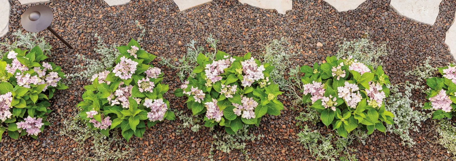 Tuff Stuff Ah-Ha® Reblooming Mountain Hydrangea (Hydrangea serrata) — well-drained soil and average water; mulch shallow roots and prune only dead wood