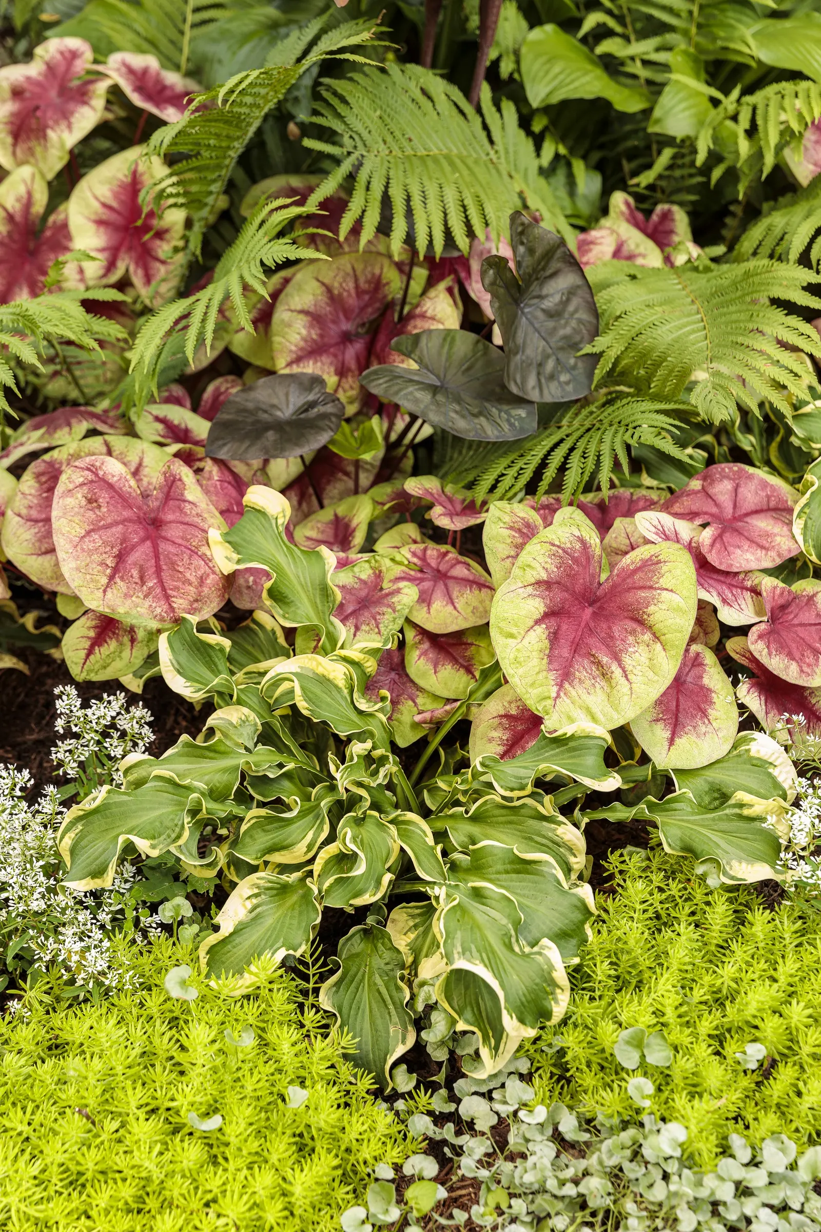 'Wheee!' Hosta (Hosta hybrid) — Hostas grow best in moist
