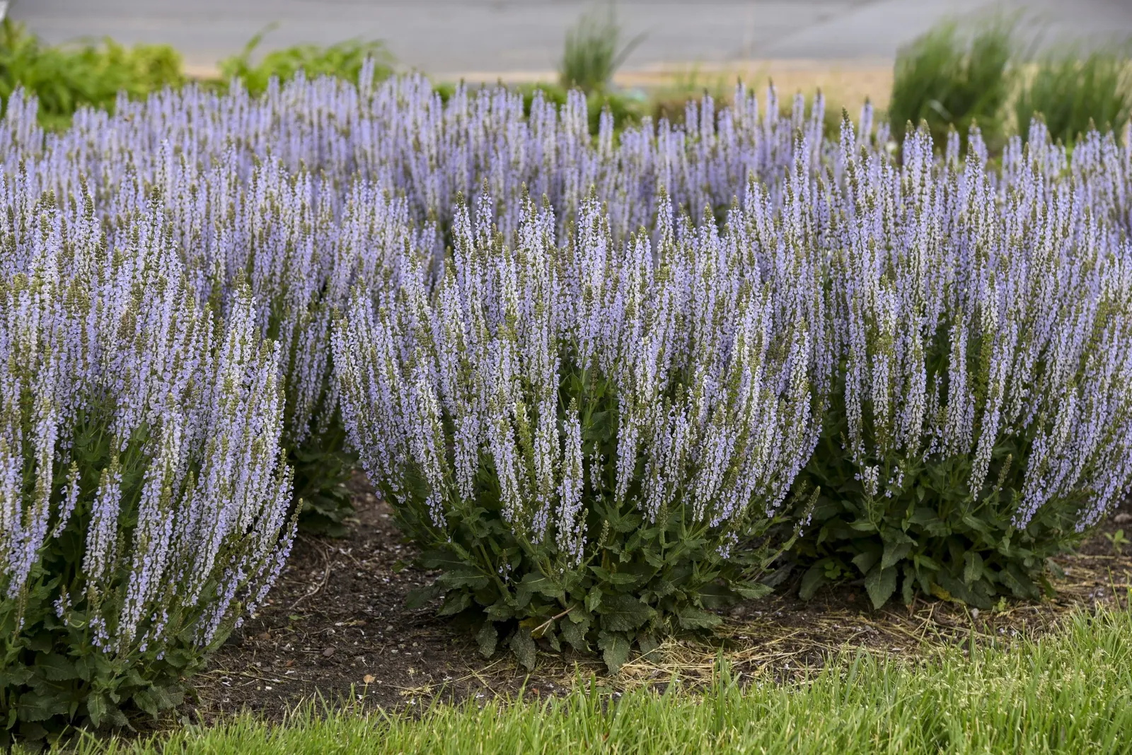 'Perfect Profusion' Perennial Salvia (Salvia nemorosa) — Proven Winners - 'Perfect Profusion' - Perennial Salvia - Salvia nemorosa blue soft icy blue plant