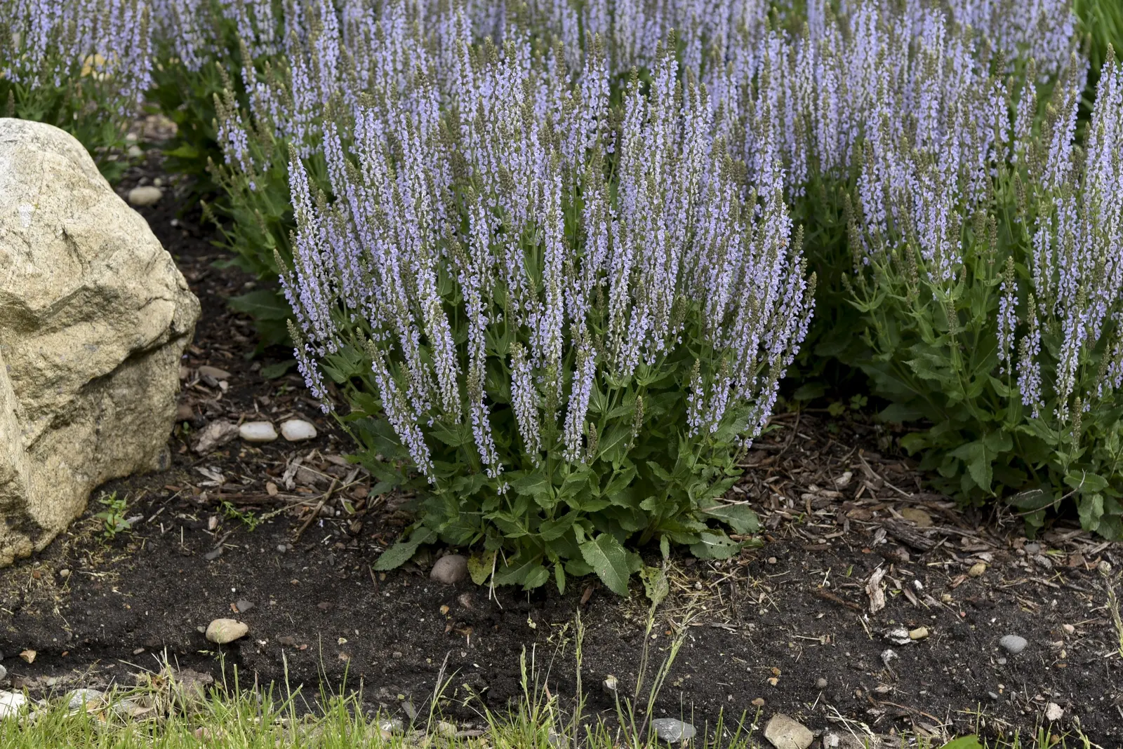 'Perfect Profusion' Perennial Salvia (Salvia nemorosa) — information and resources
