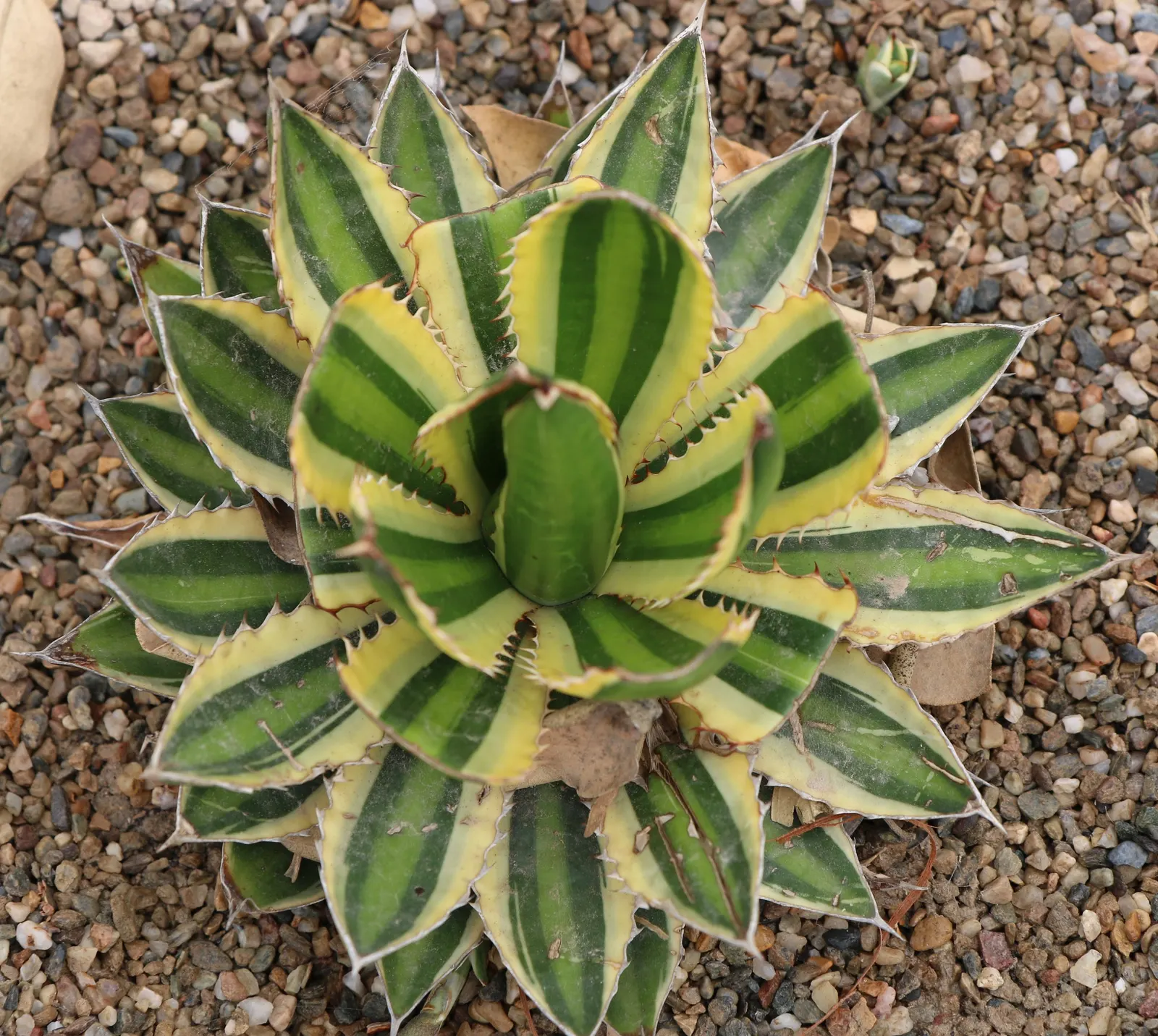 Quadricolor Century Plant (Agave Lophantha 'Quadricolor') — It spans up to 2 feet in diameter