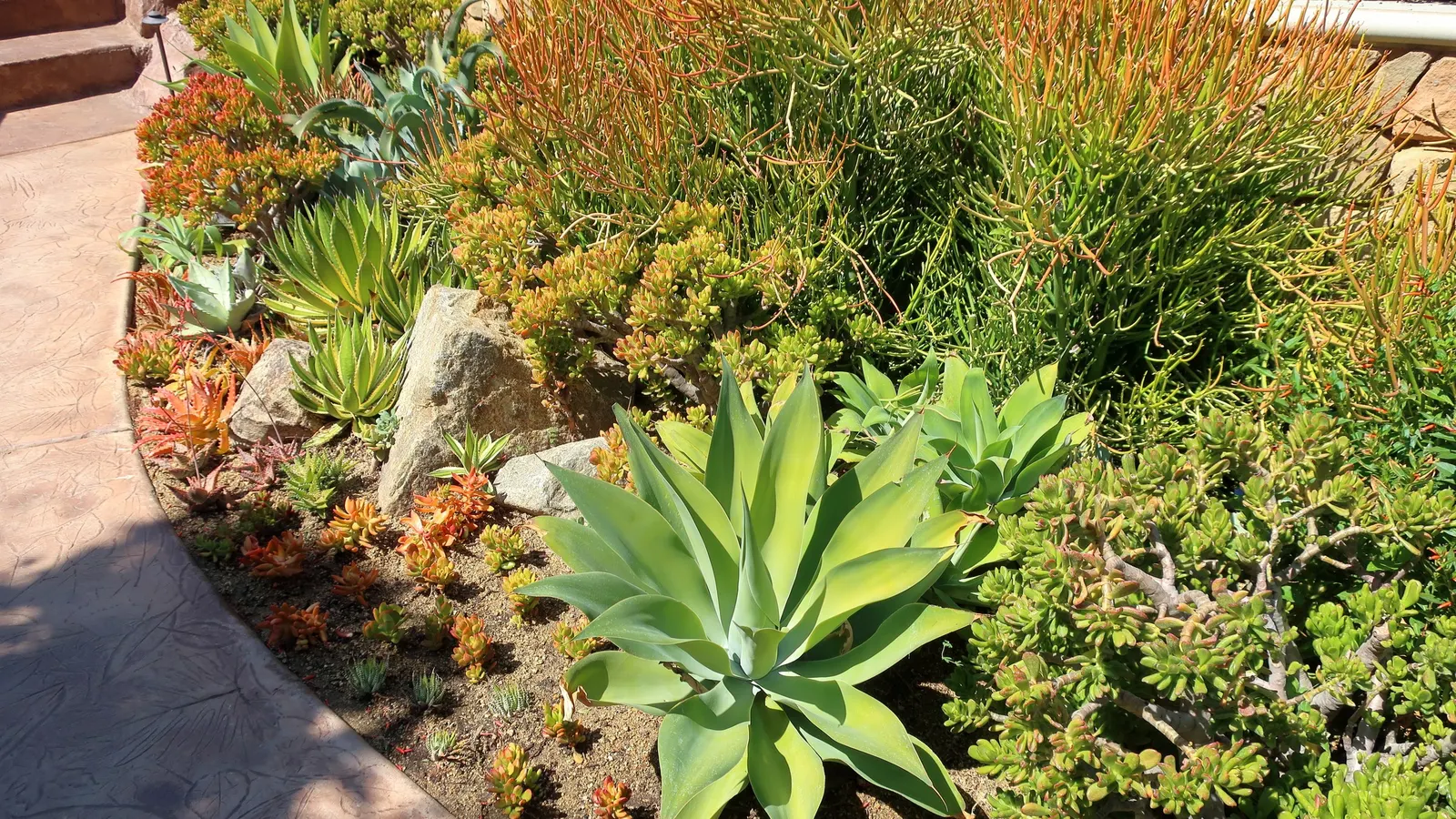 Quadricolor Century Plant (Agave Lophantha 'Quadricolor') — The Agave lophantha 'Quadricolor' is a vibrant, rosette-forming succulent