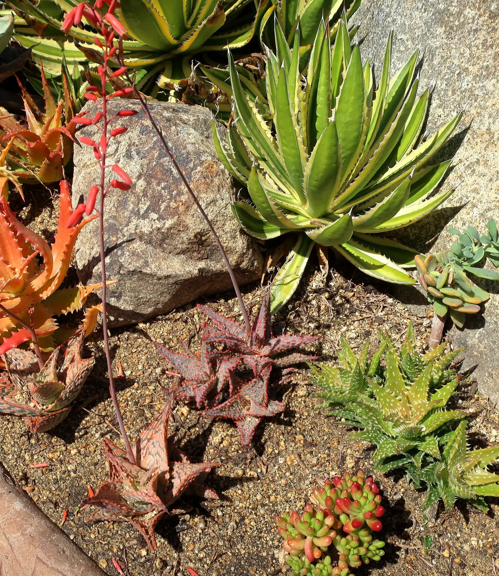 Quadricolor Century Plant (Agave Lophantha 'Quadricolor') — distinguishing itself with striking green leaves edged in yellow and white