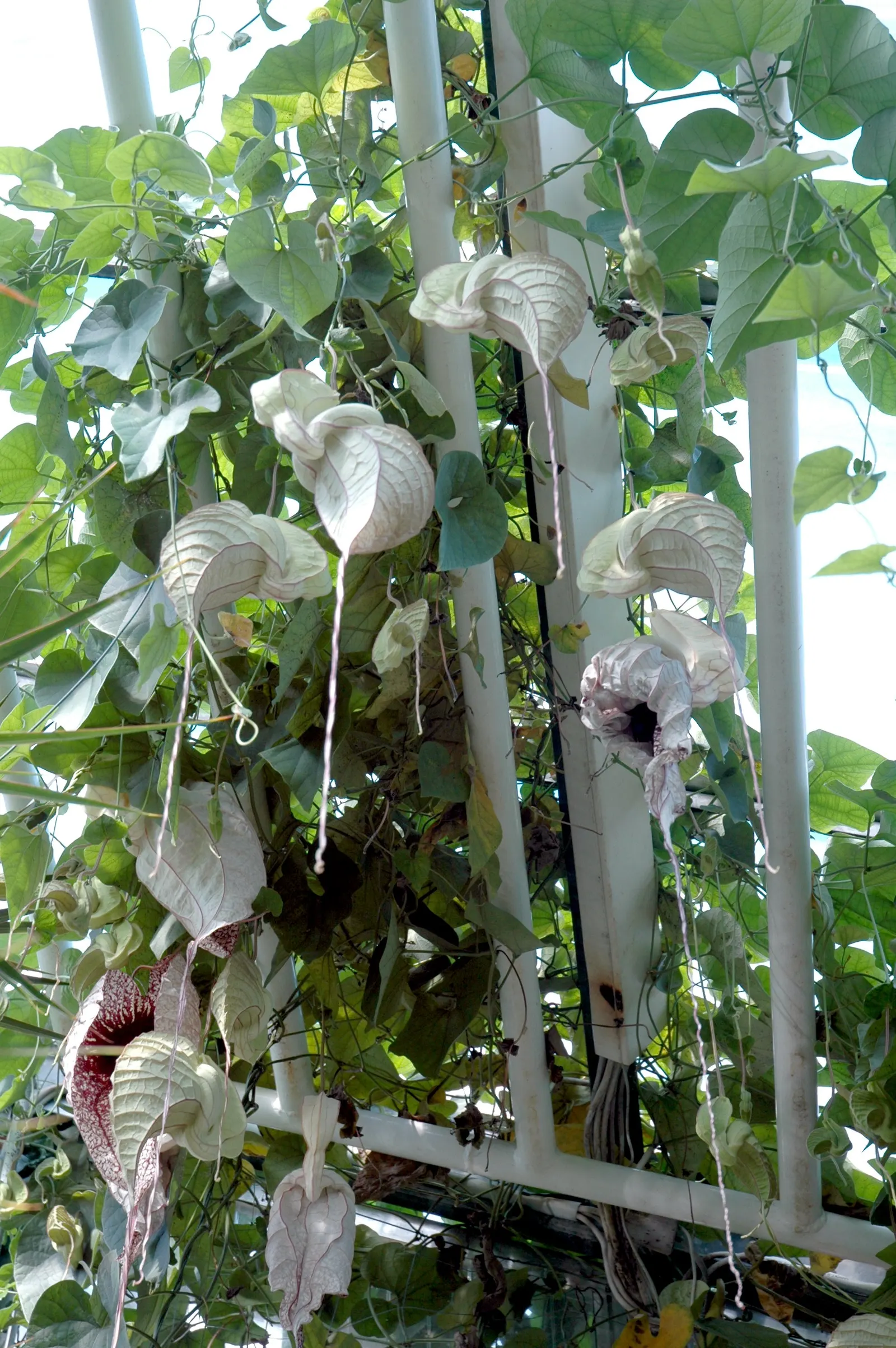Pelican Flower (Aristolochia Grandiflora) — making it a unique highlight in any client's garden