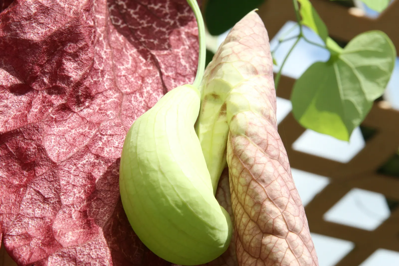 Pelican Flower (Aristolochia Grandiflora) — is a striking vine known for its immense; mottled maroon and creamy white bloom with a pronounced curved