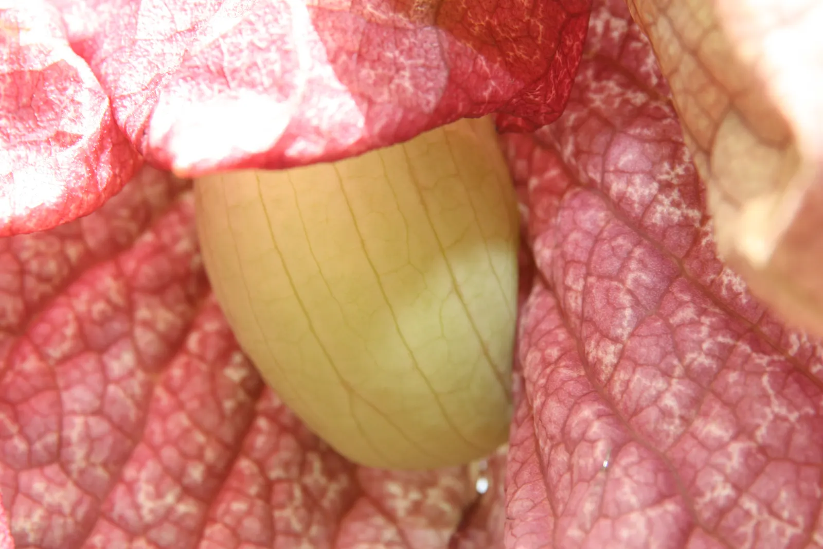 Pelican Flower (Aristolochia Grandiflora) — is a striking vine known for its immense