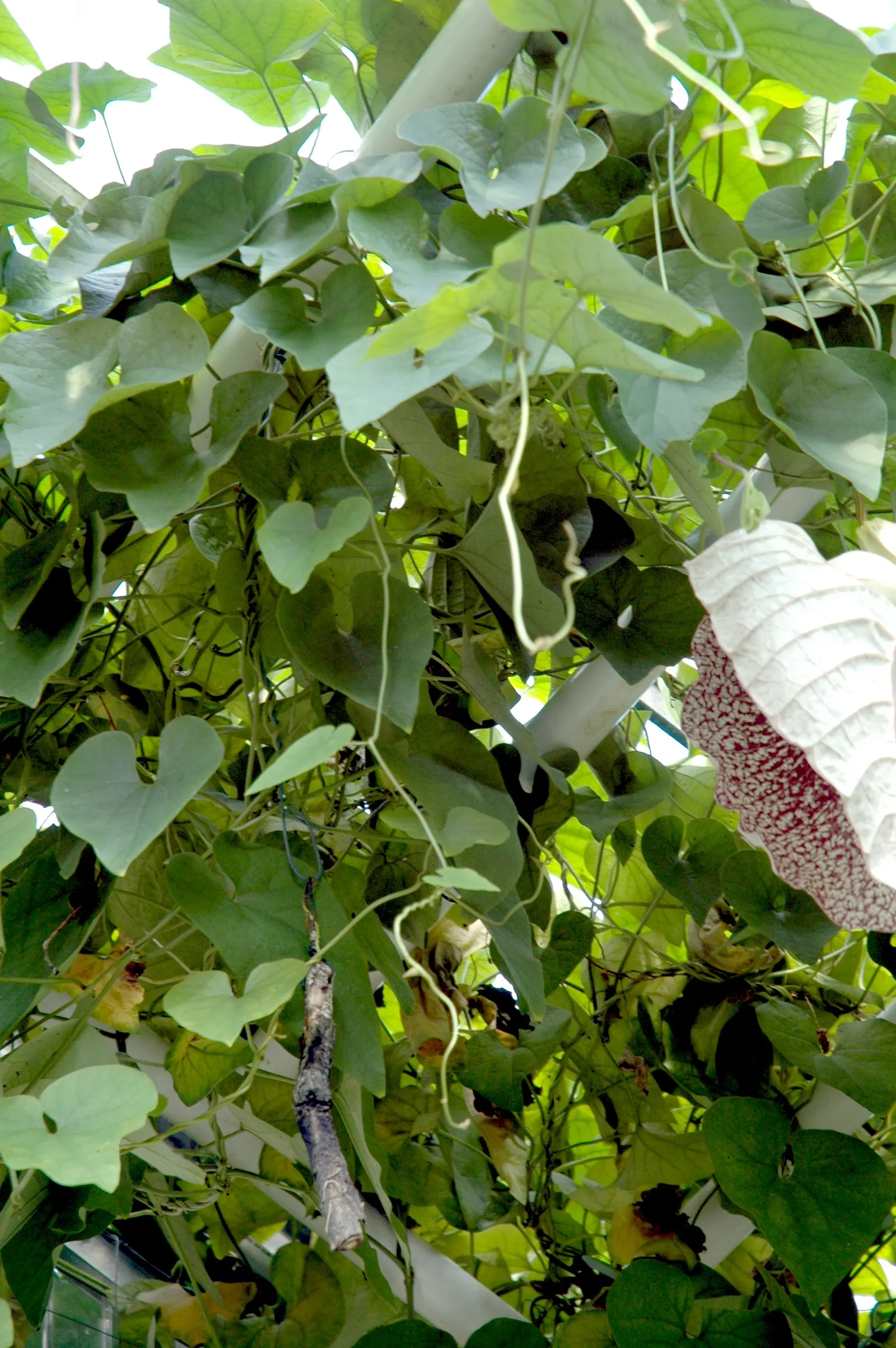Pelican Flower (Aristolochia Grandiflora) — pungent odor that attracts their natural pollinators, image 77