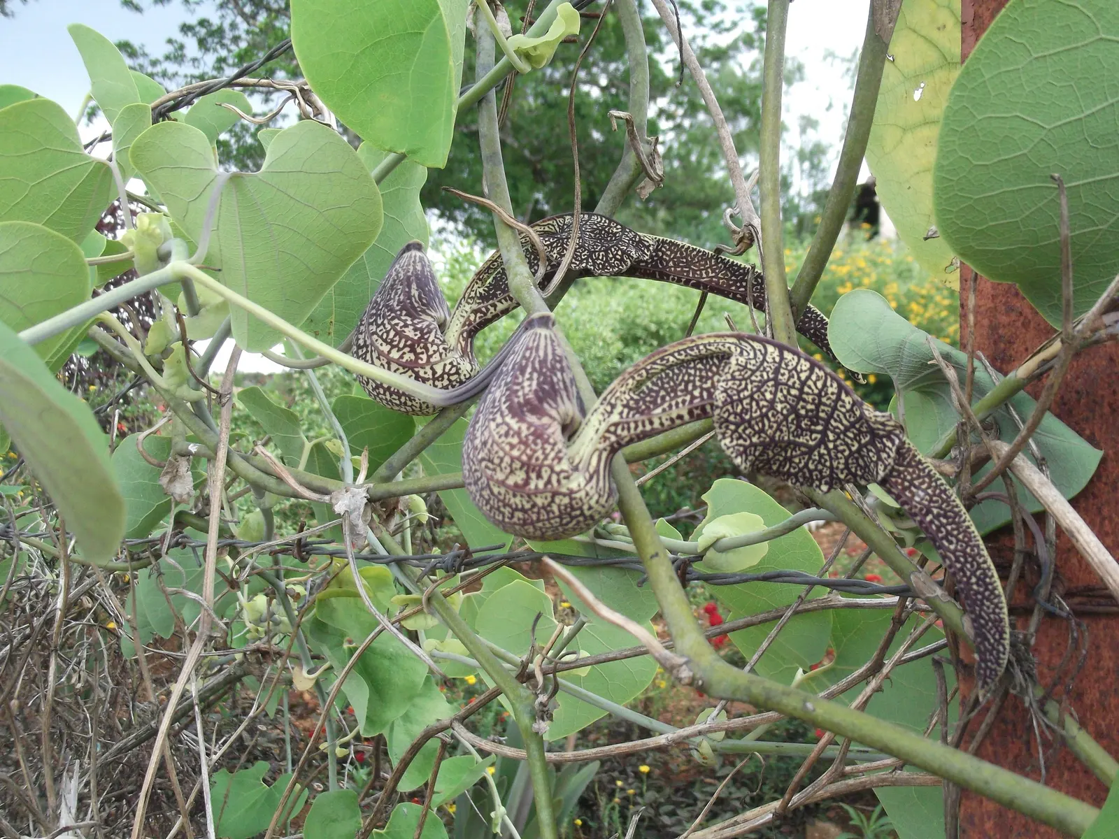 Pelican Flower (Aristolochia Grandiflora) — Aristolochia grandiflora thrives in USDA hardiness zones 10 to 12