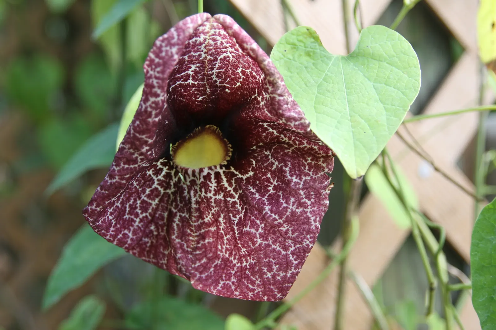 Pelican Flower (Aristolochia Grandiflora) — This perennial vine is widely recognized for its sizable