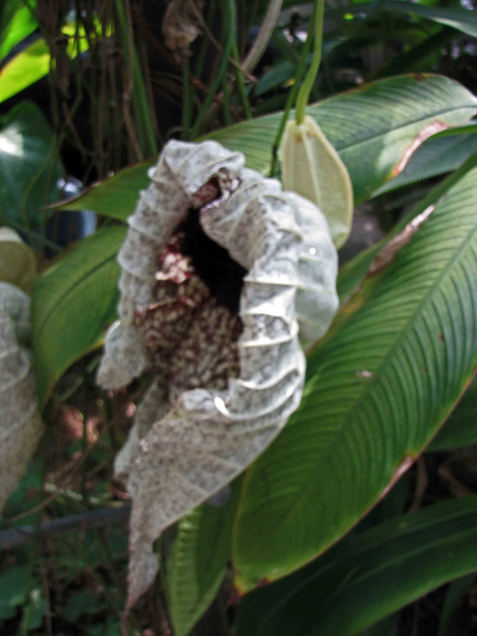 Pelican Flower (Aristolochia Grandiflora) — verdant backdrop for the dramatic flowers.<br><br>When incorporating the Pelican Flower into a garden design; while