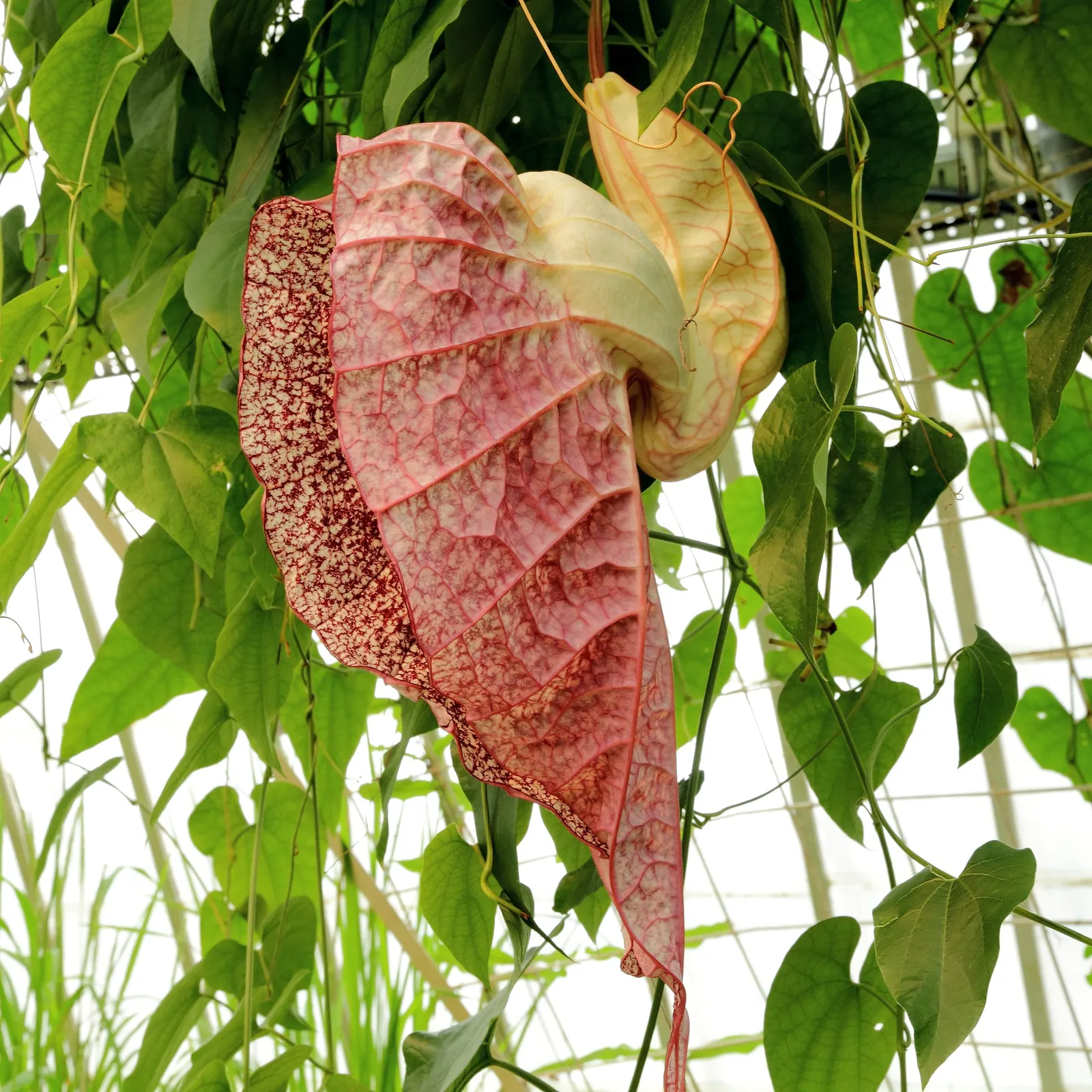 Pelican Flower (Aristolochia Grandiflora) — moist conditions that mimic its native tropical habitat; the soil should be rich, well-draining, and kept