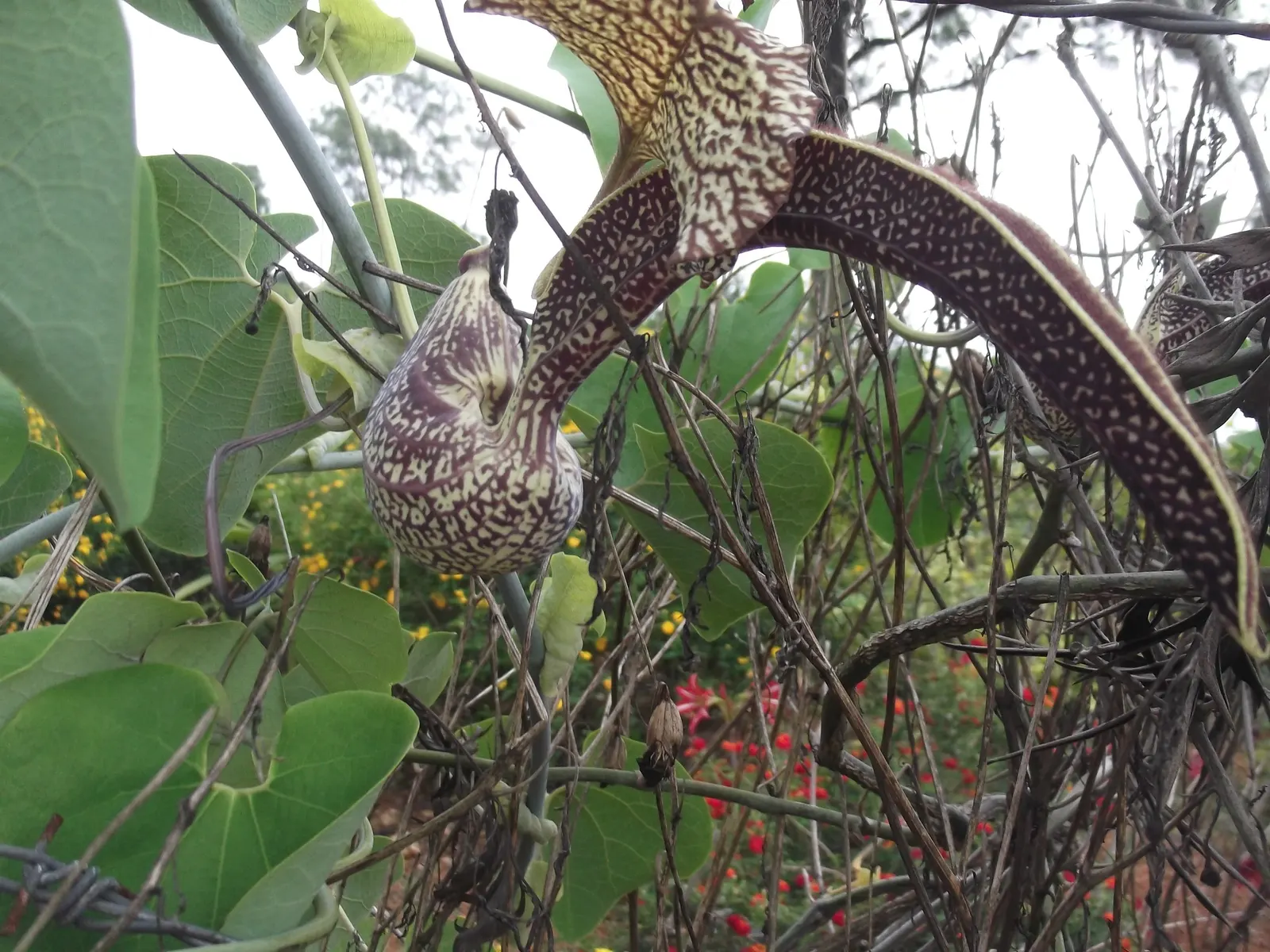 Pelican Flower (Aristolochia Grandiflora) — Handle with care; all parts are toxic and may attract pollinators like flies with its distinctive scent