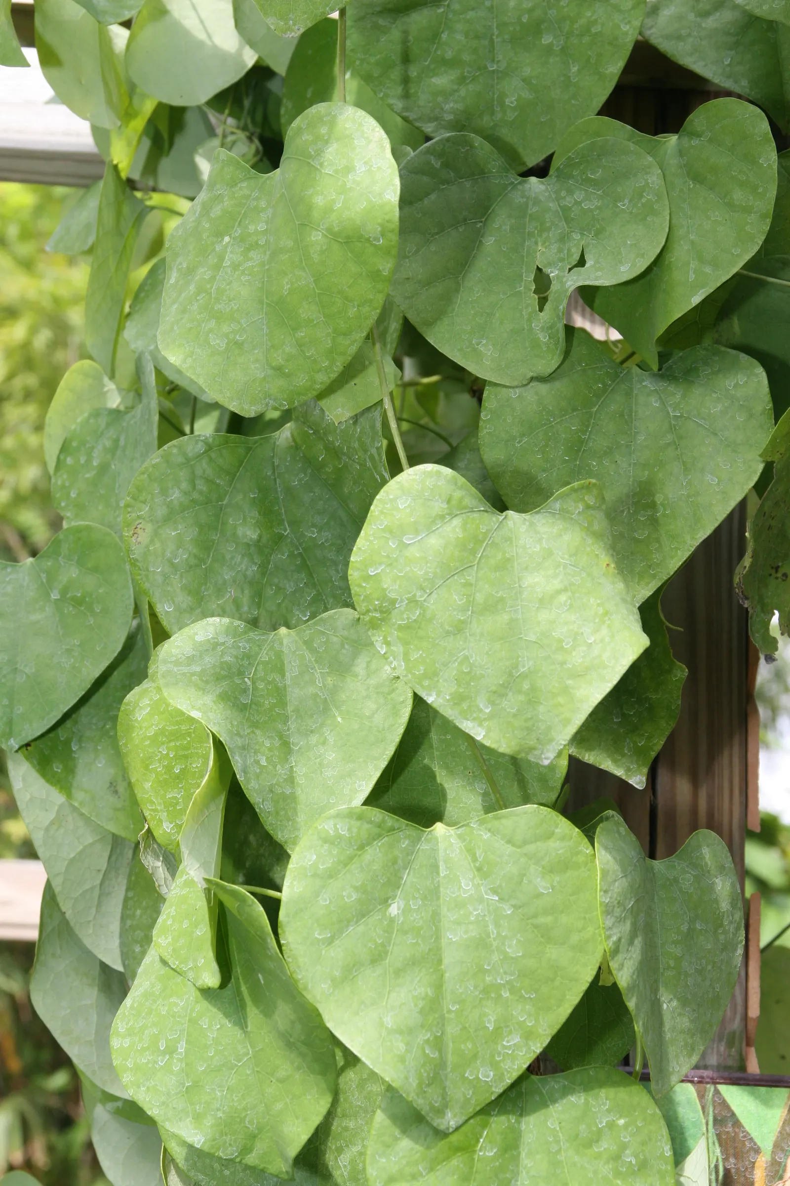 Pelican Flower (Aristolochia Grandiflora) — This perennial vine is widely recognized for its sizable; handle with care; all parts are toxic and may attract