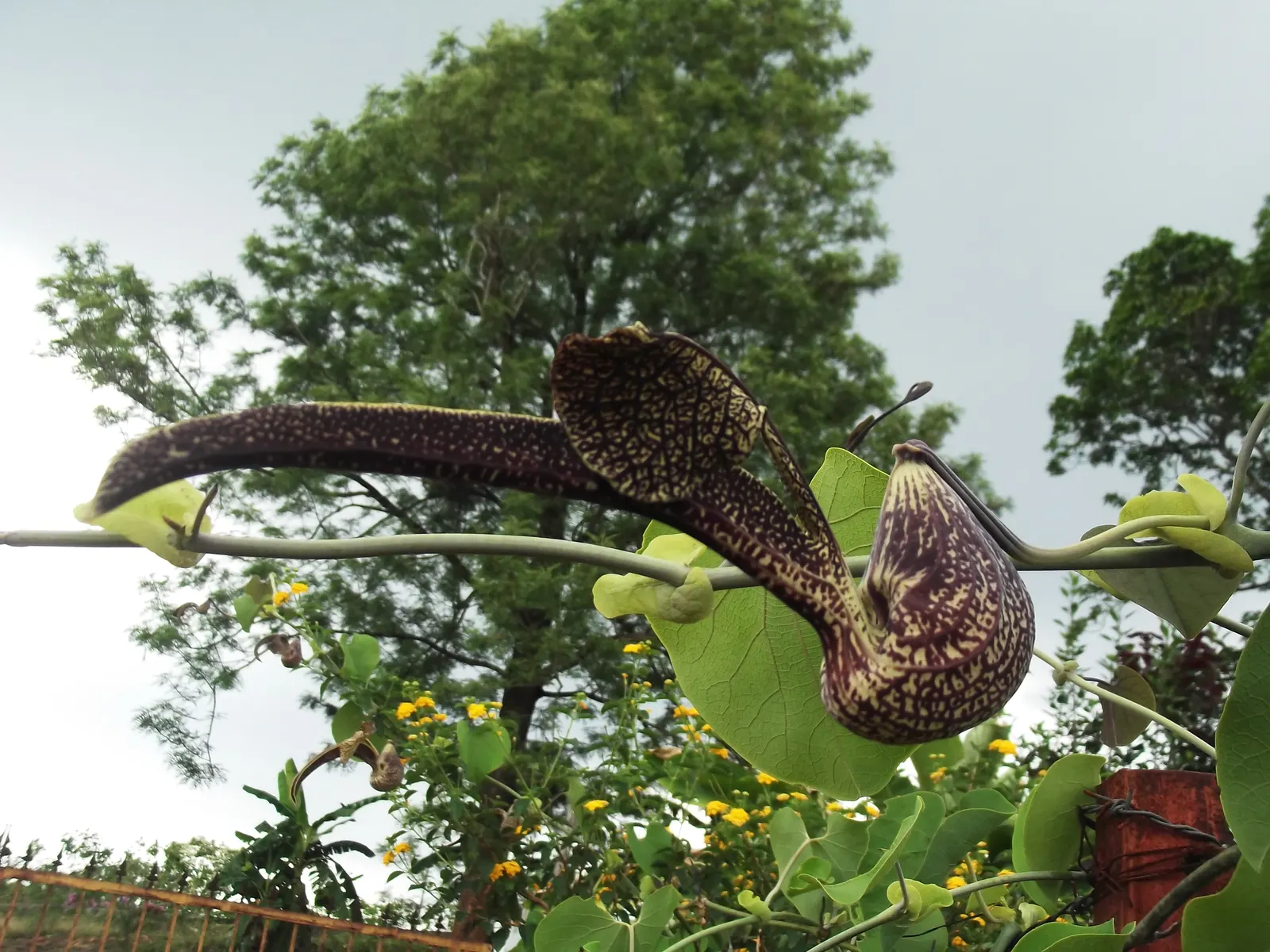 Pelican Flower (Aristolochia Grandiflora) — it is crucial to consider its need for a humid microclimate and partial shade to full sun exposure
