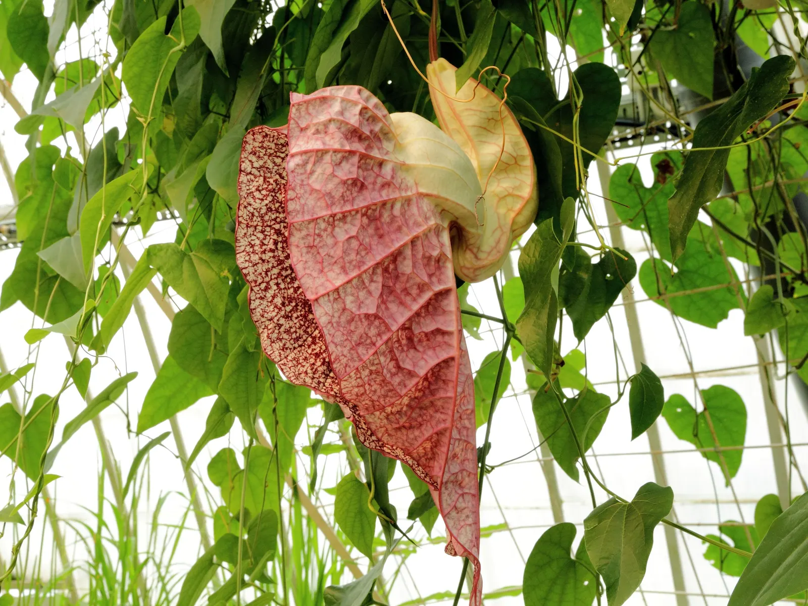 Pelican Flower (Aristolochia Grandiflora) — Ample support is required to accommodate the vine's vigorous climbing habit; is a striking vine known, image 70