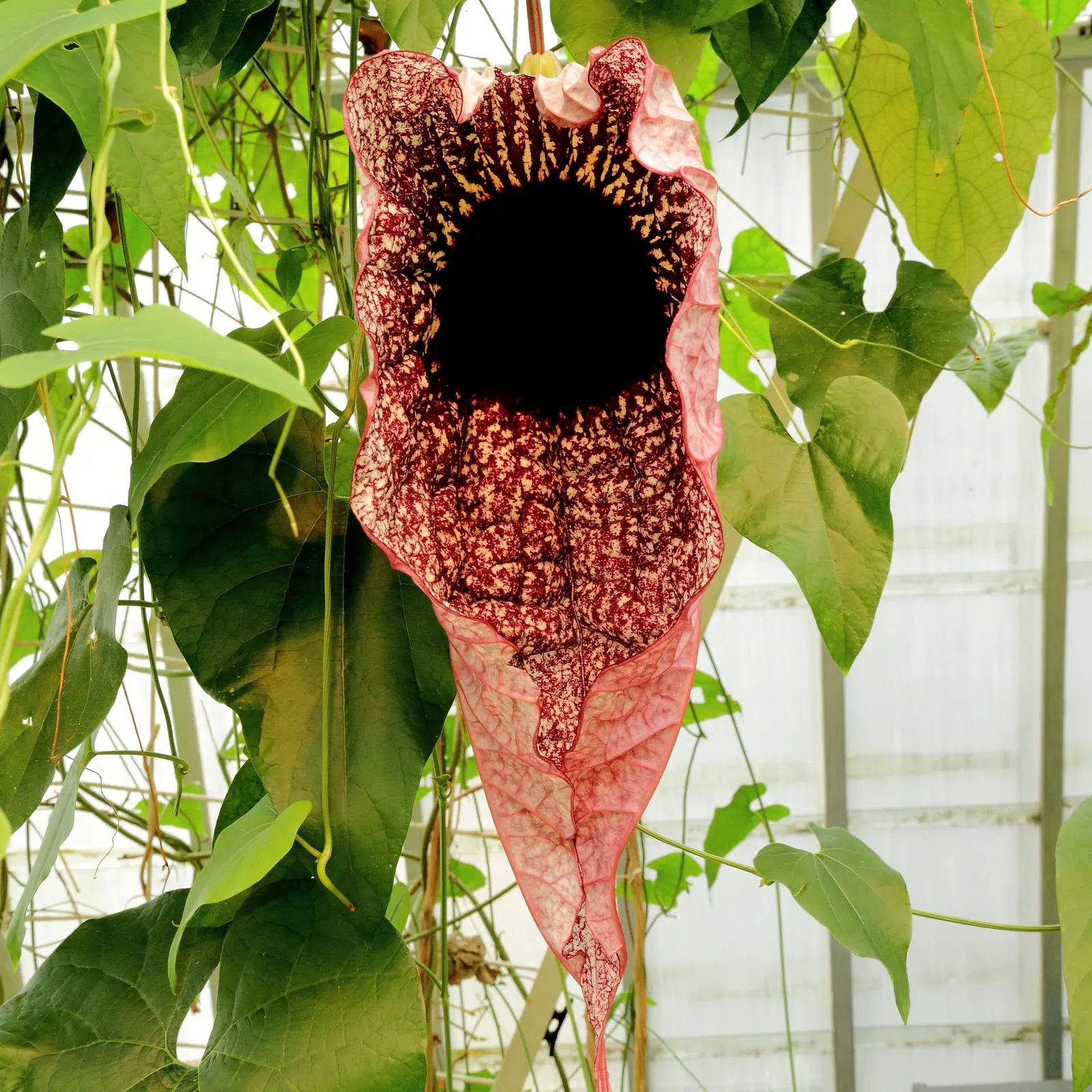 Pelican Flower (Aristolochia Grandiflora) — red flowers in the garden; which can measure up to 10 inches across when fully open, image 79