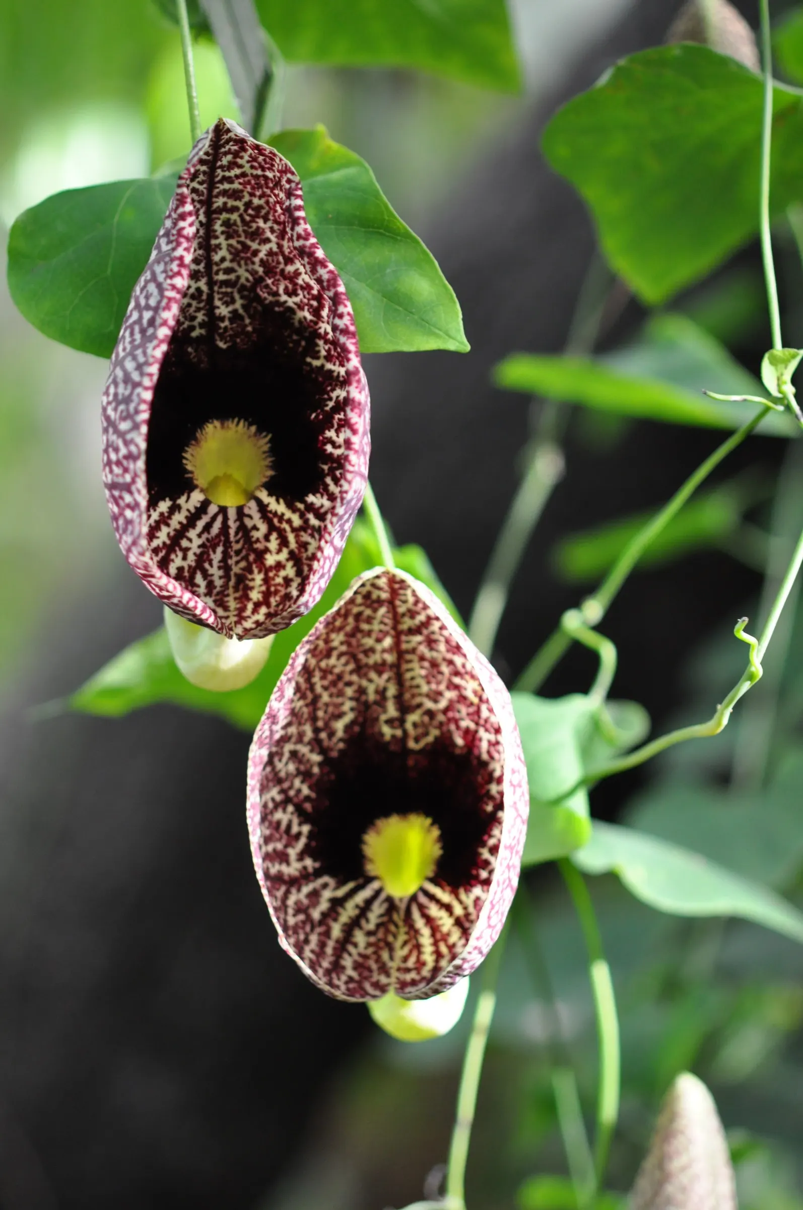 Pelican Flower (Aristolochia Grandiflora) — hence its common name.<br><br>Originating from Central America