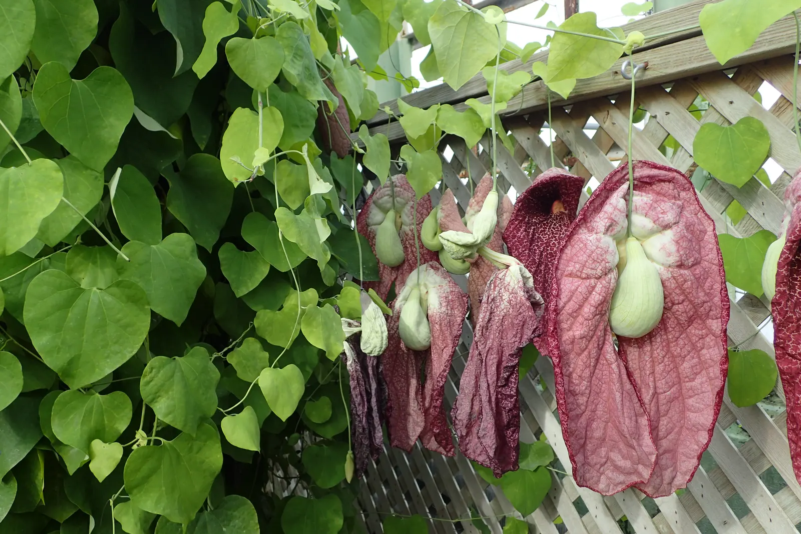 Pelican Flower (Aristolochia Grandiflora) — heart-shaped leaves provide a lush; moist conditions that mimic its native tropical habitat