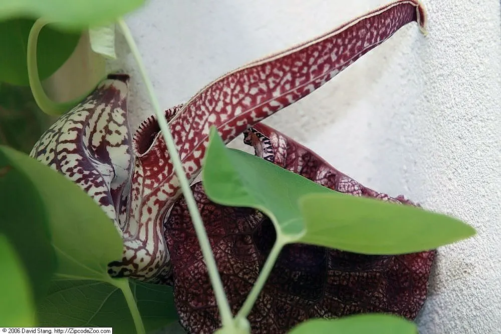 Pelican Flower (Aristolochia Grandiflora) — mottled maroon and creamy white bloom with a pronounced curved ‚Äúbeak,‚Äù giving it a pelican-like, image 58