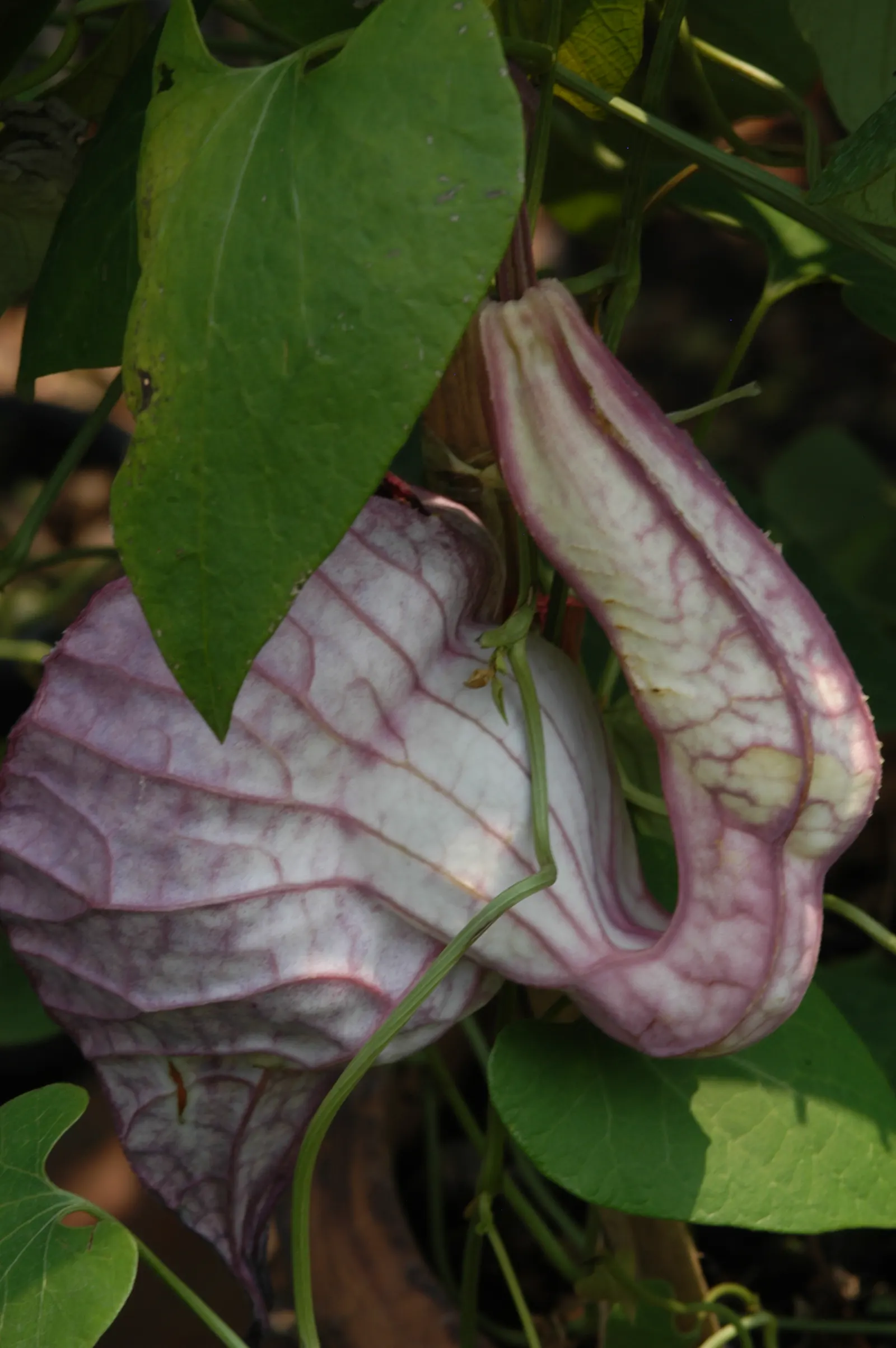 Pelican Flower (Aristolochia Grandiflora) — peculiar flowers that can reach up to 12 inches across; these remarkable blooms exhibit a heart-shaped, image 56