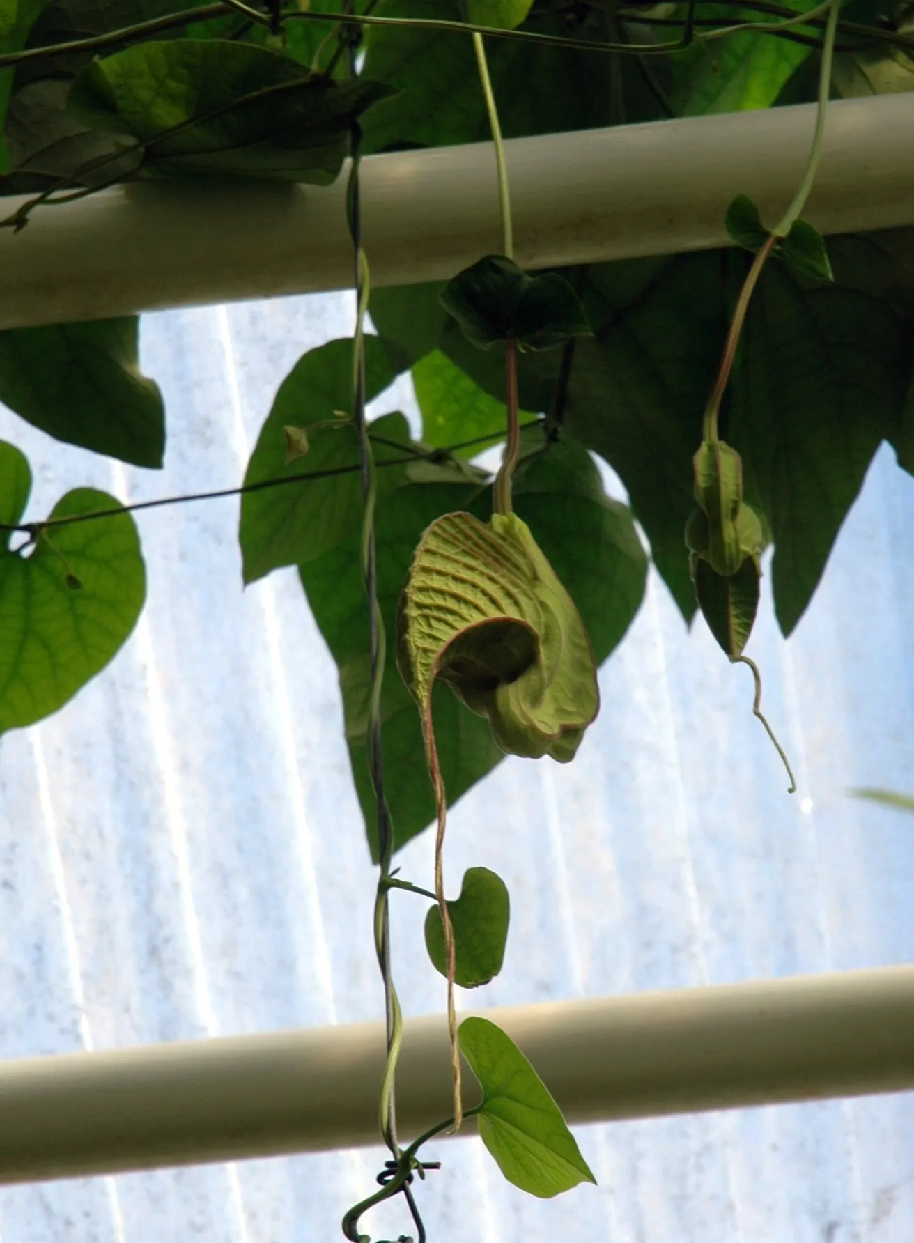 Pelican Flower (Aristolochia Grandiflora) — Ample support is required to accommodate the vine's vigorous climbing habit
