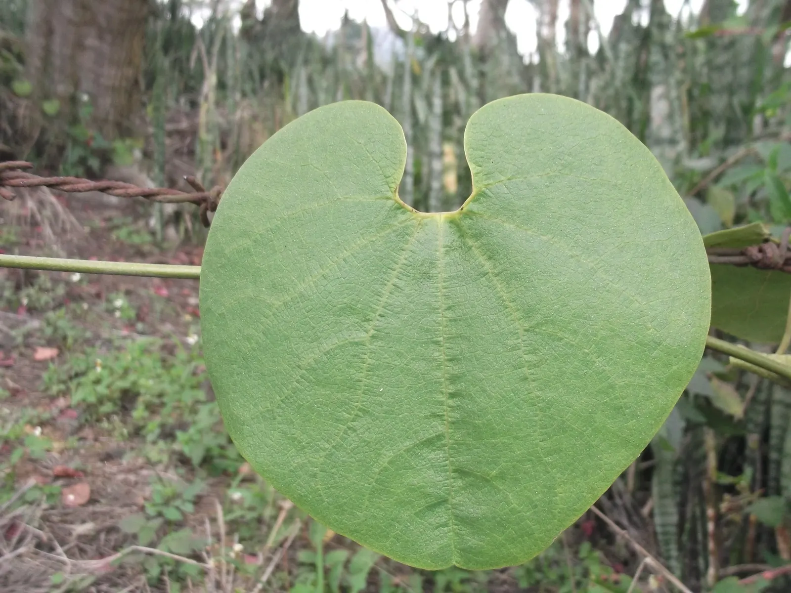 Pelican Flower (Aristolochia Grandiflora) — resembling the striking plumage of a pelican; vine for deep shade or full or half, image 66