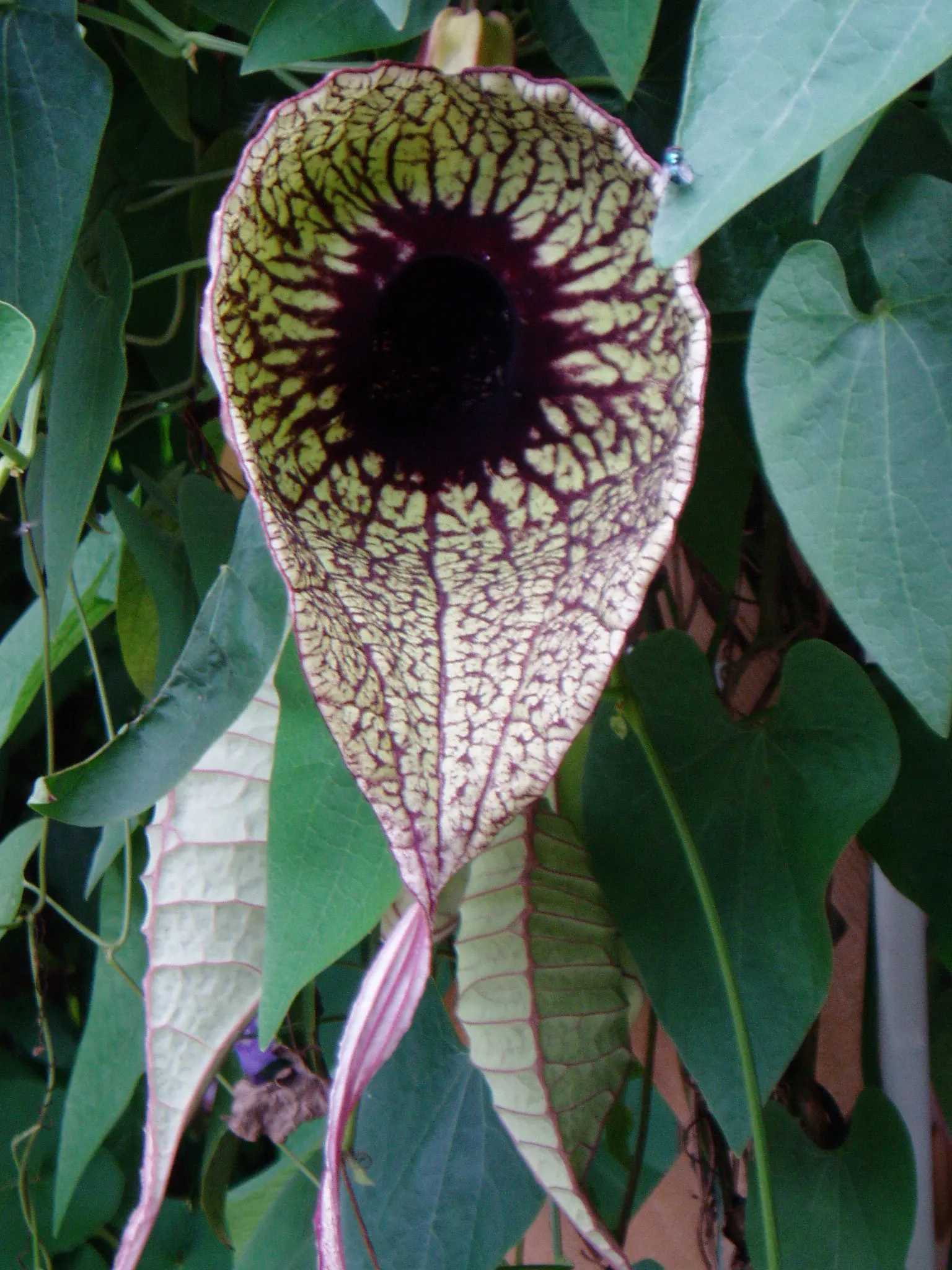 Pelican Flower (Aristolochia Grandiflora) — vine with red blooms; which can reach a length of 10 to 20 feet