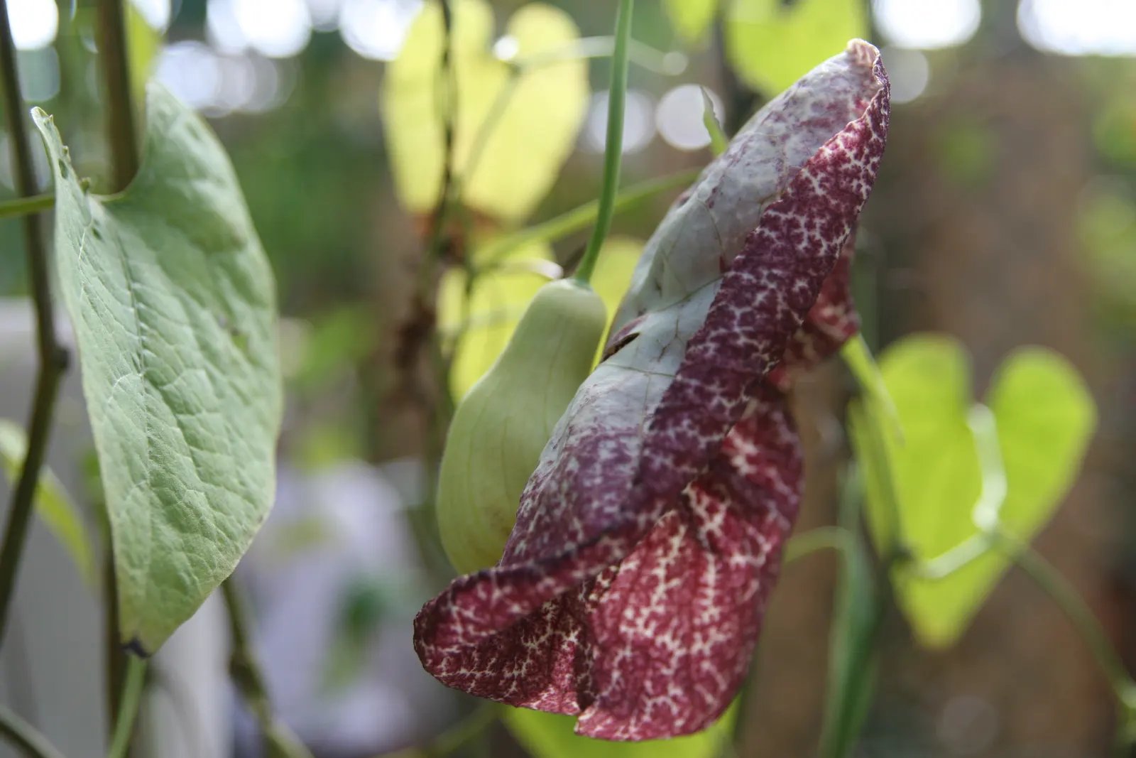 Pelican Flower (Aristolochia Grandiflora) — which can reach a length of 10 to 20 feet; is a distinctive and captivating plant that is sure to, image 71