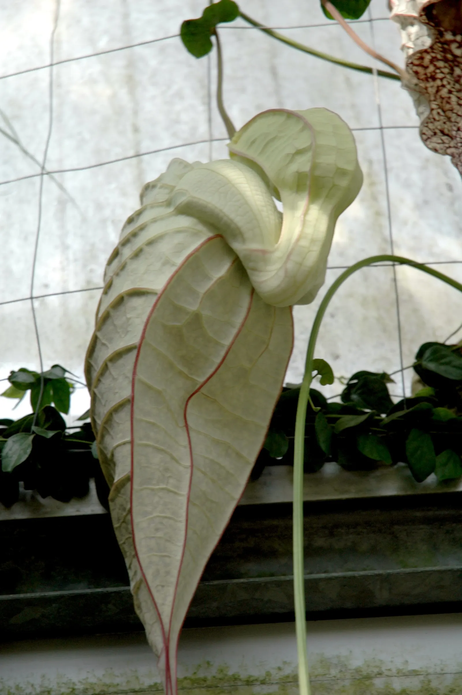 Pelican Flower (Aristolochia Grandiflora) — which can measure up to 10 inches across when fully open; hence its common name.<br><br>Originating from Central