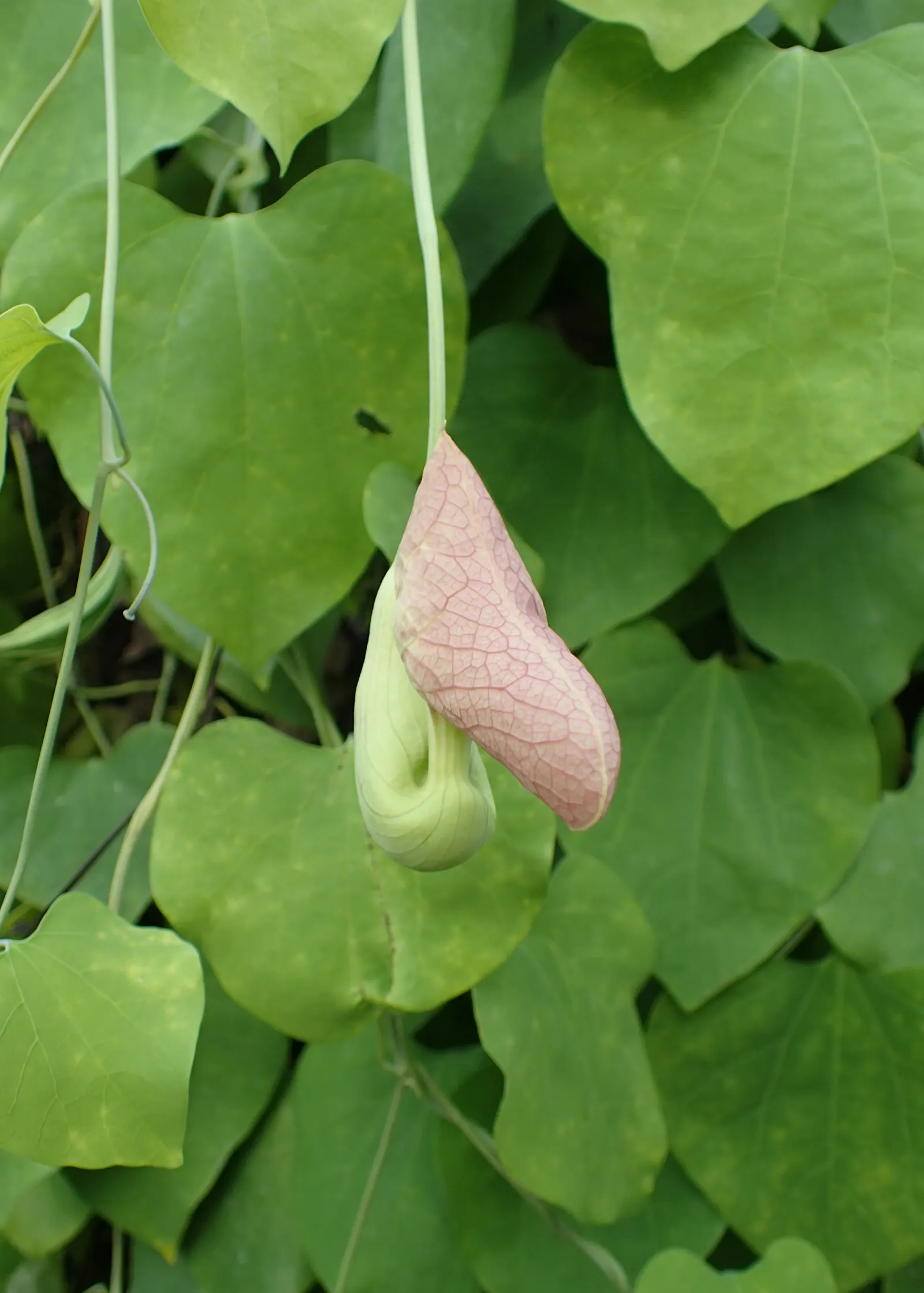 Pelican Flower (Aristolochia Grandiflora) — It exhibits a heart-shaped
