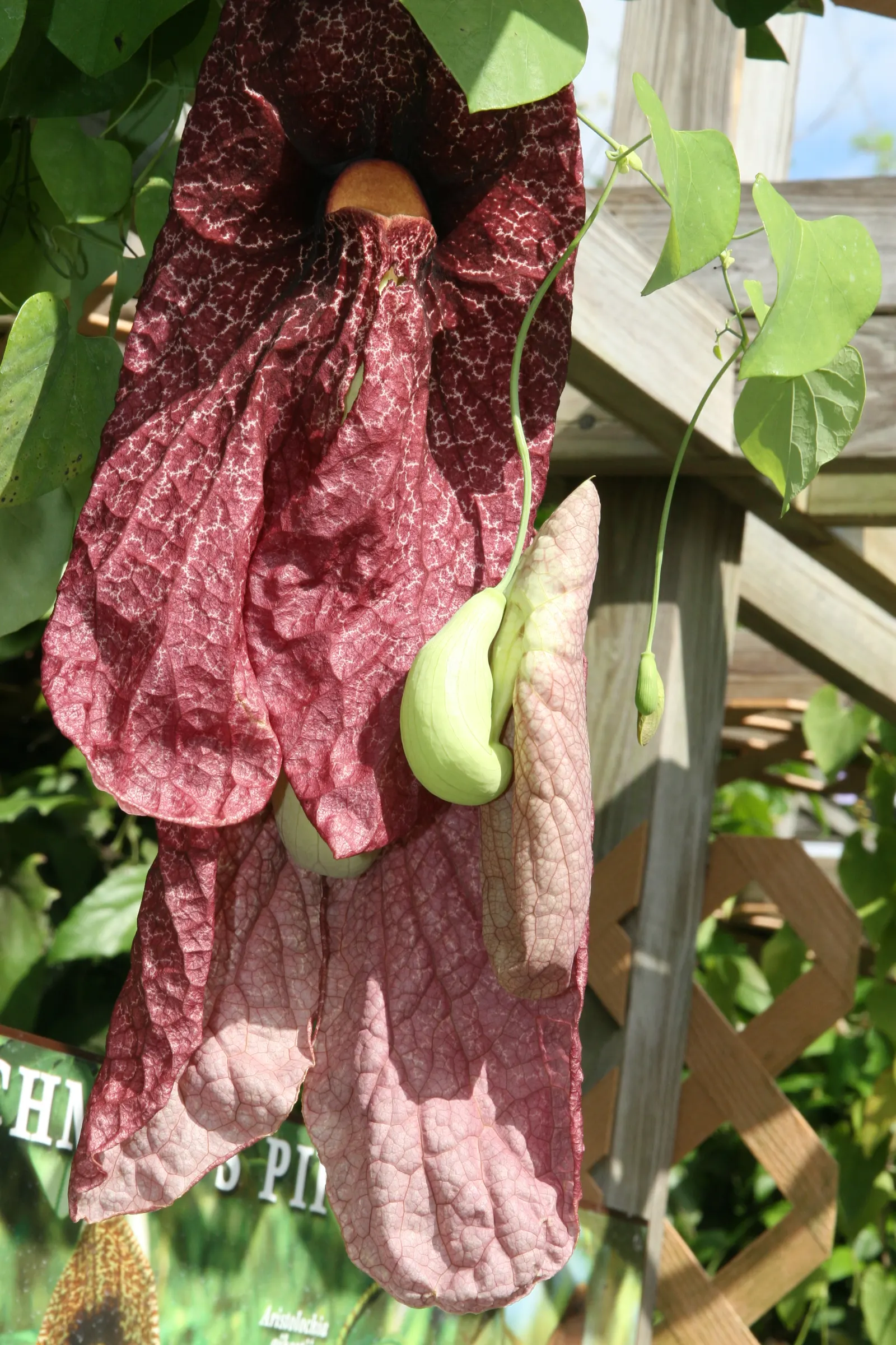 Pelican Flower (Aristolochia Grandiflora) — resembling the striking plumage of a pelican; vine for deep shade or full or half