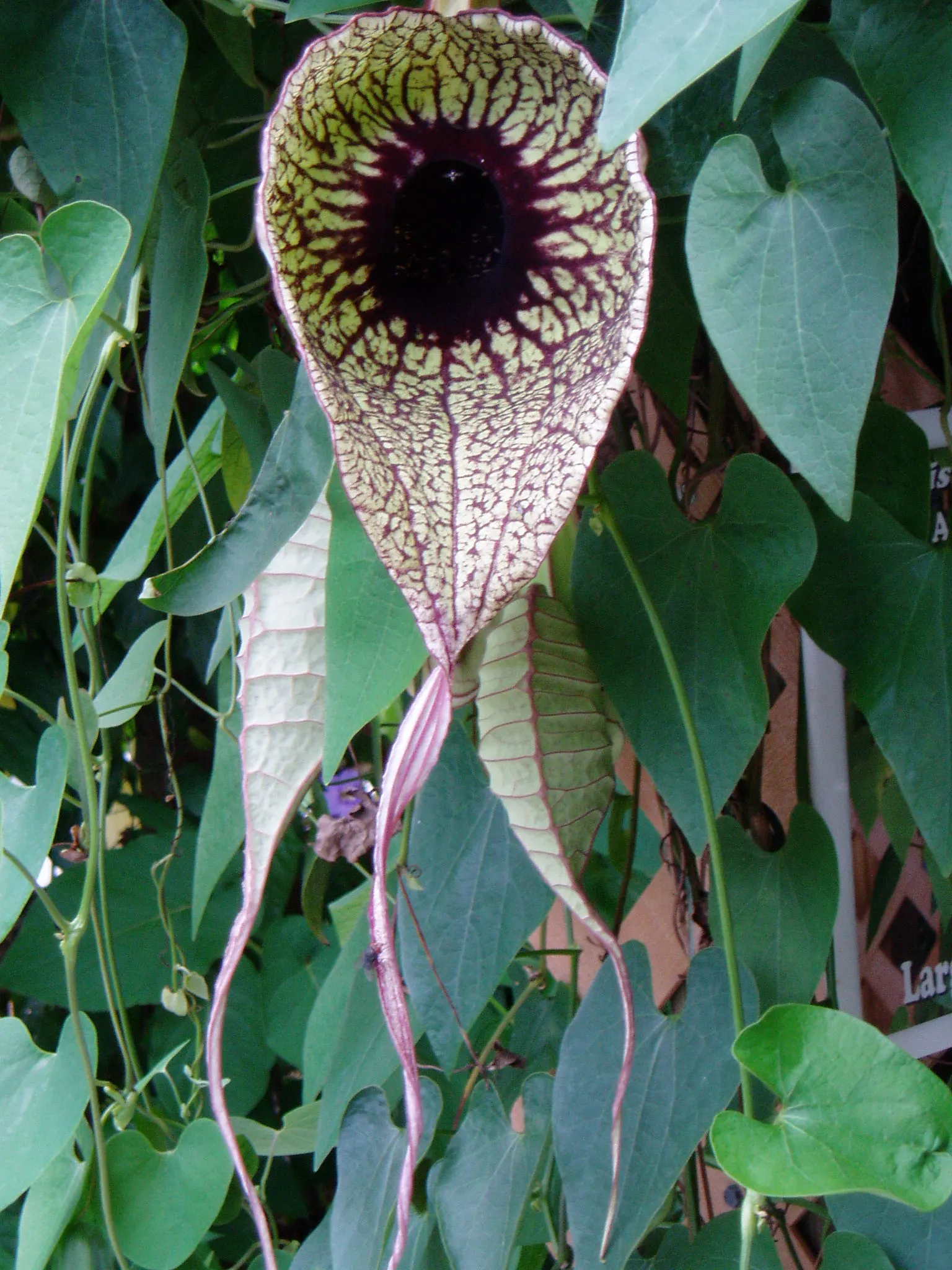 Pelican Flower (Aristolochia Grandiflora) — which can measure up to 10 inches across when fully open; hence its common name.<br><br>Originating, image 64