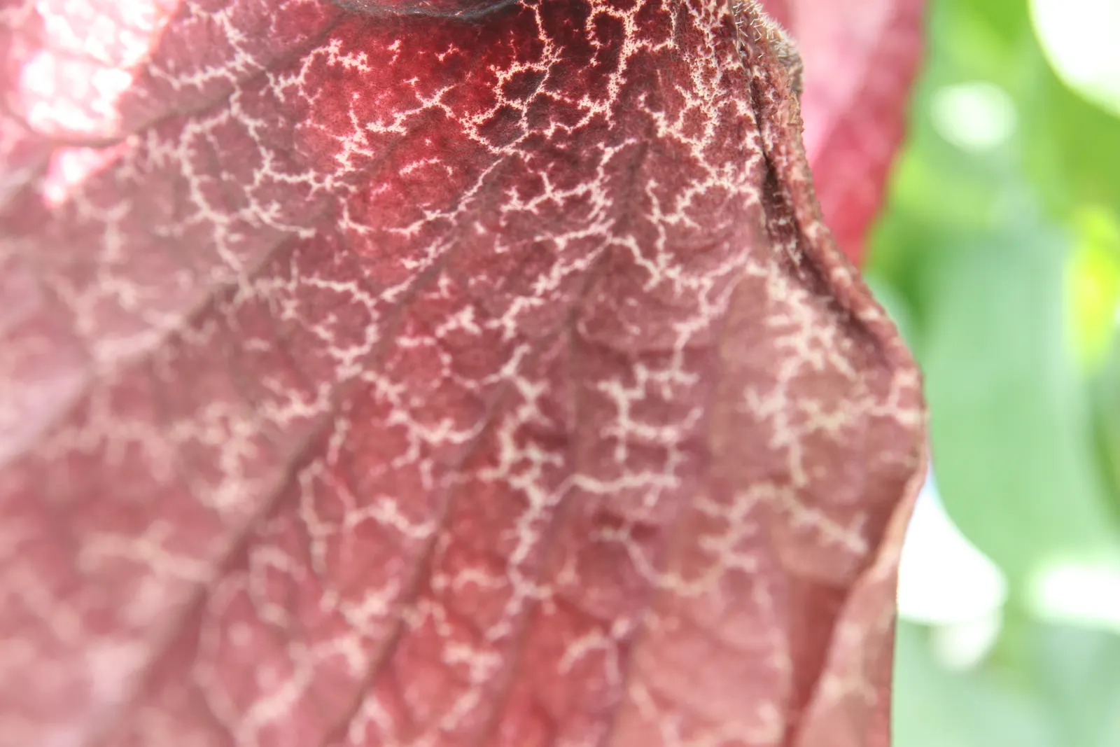 Pelican Flower (Aristolochia Grandiflora) — The soil should be rich, well-draining, and kept consistently moist