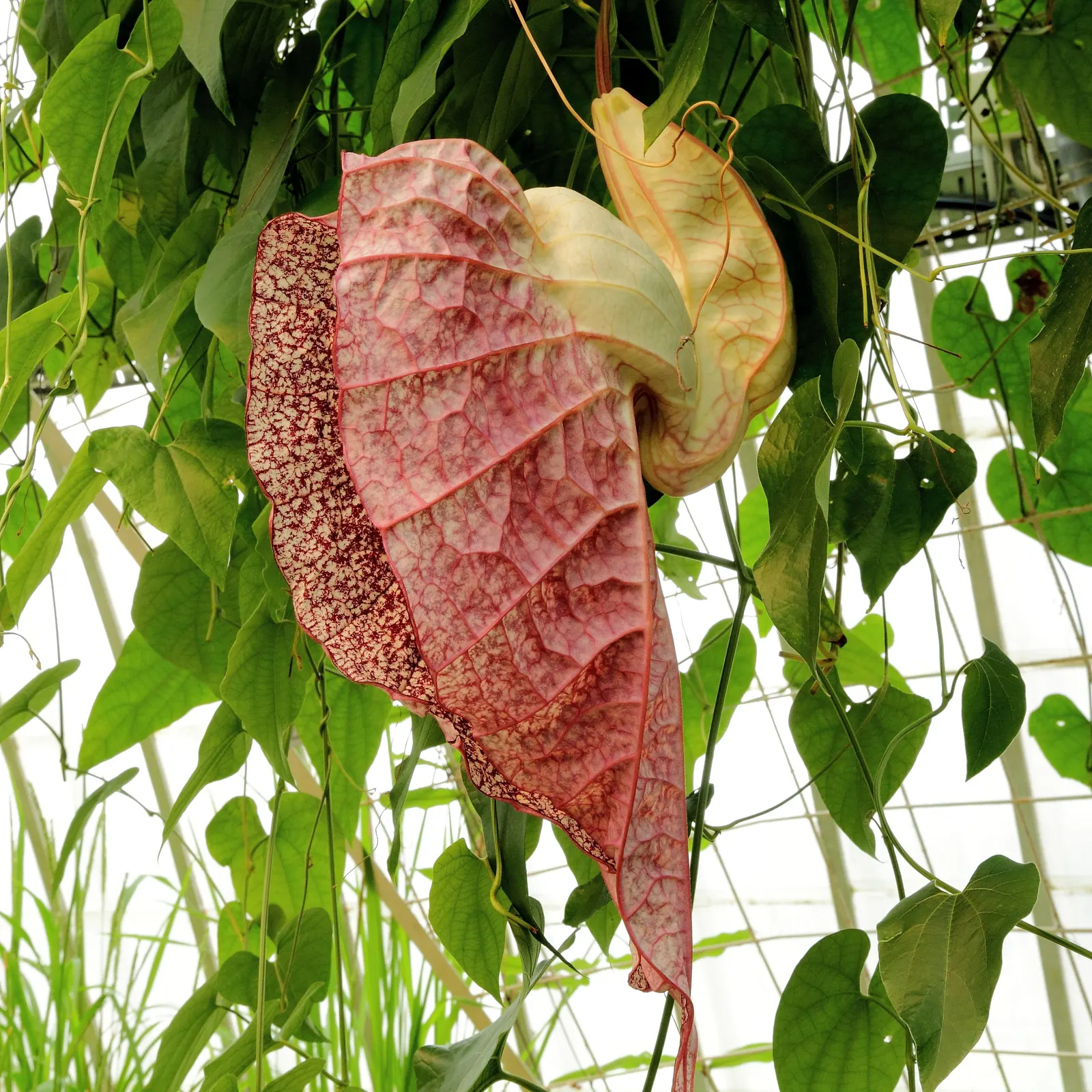 Pelican Flower (Aristolochia Grandiflora) — resembling the striking plumage of a pelican