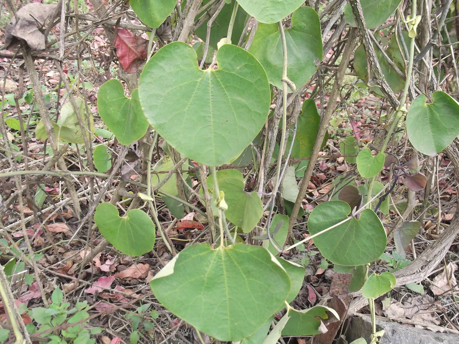 Pelican Flower (Aristolochia Grandiflora) — verdant backdrop for the dramatic flowers.<br><br>When incorporating the Pelican Flower into a garden, image 73