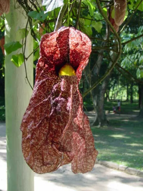 Pelican Flower (Aristolochia Grandiflora) — peculiar flowers that can reach up to 12 inches across; these remarkable blooms exhibit a heart-shaped form and